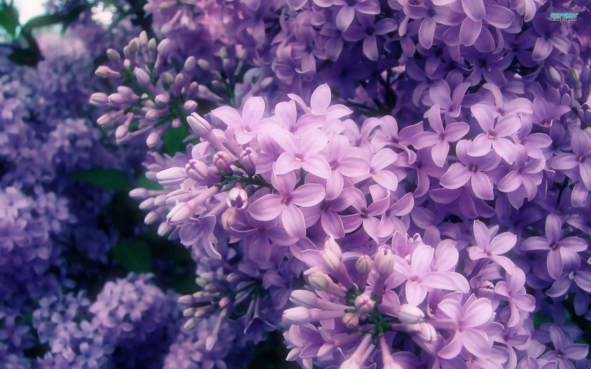 lilac tree, purple lilac blossoms, soft petals, Full HD Desktop Wallpaper