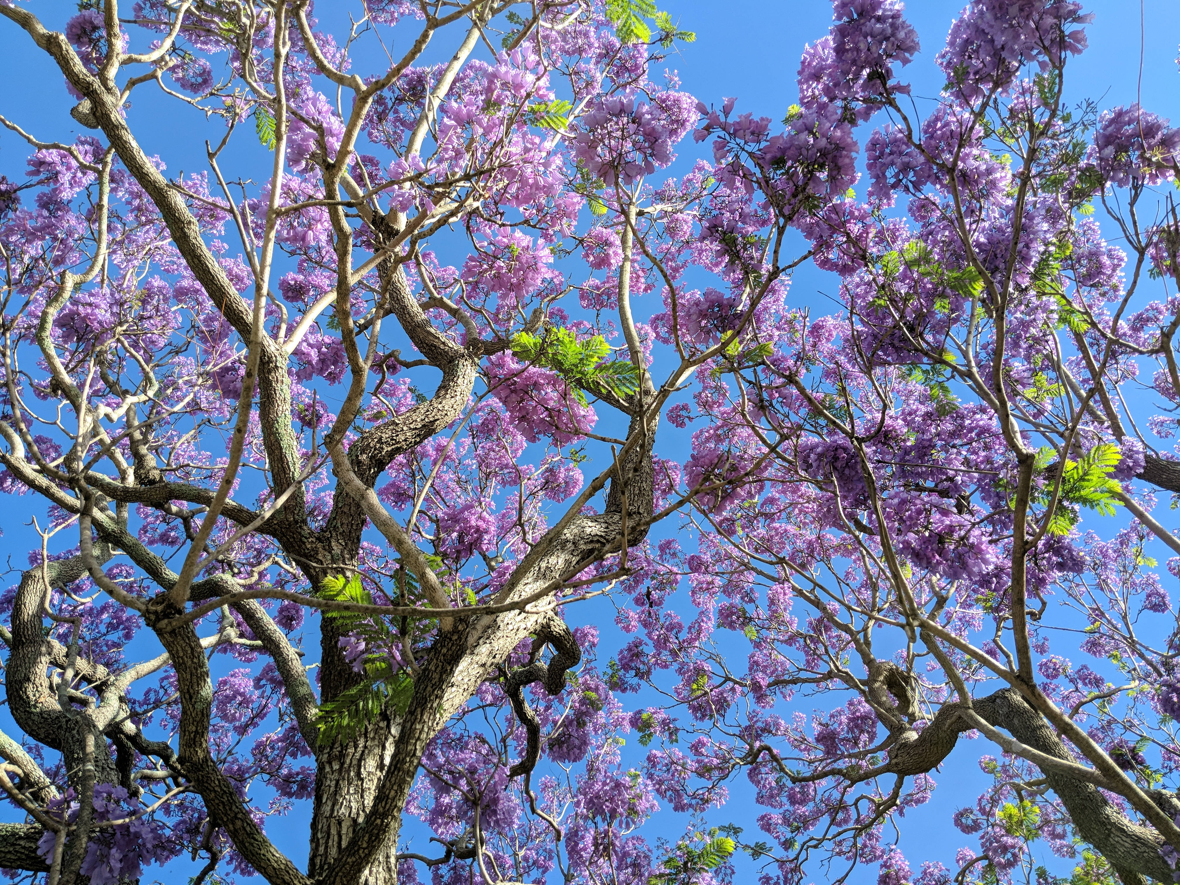 tree with purple flowers, twisting tree branches, cascading purple flowers, 4K Desktop Wallpaper