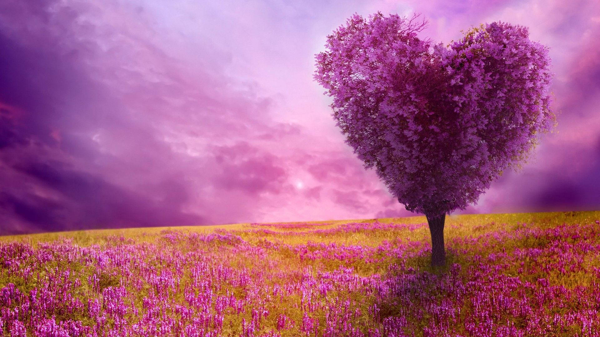 heart-shaped tree, purple blooms, field of matching flowers, Full HD Desktop Wallpaper