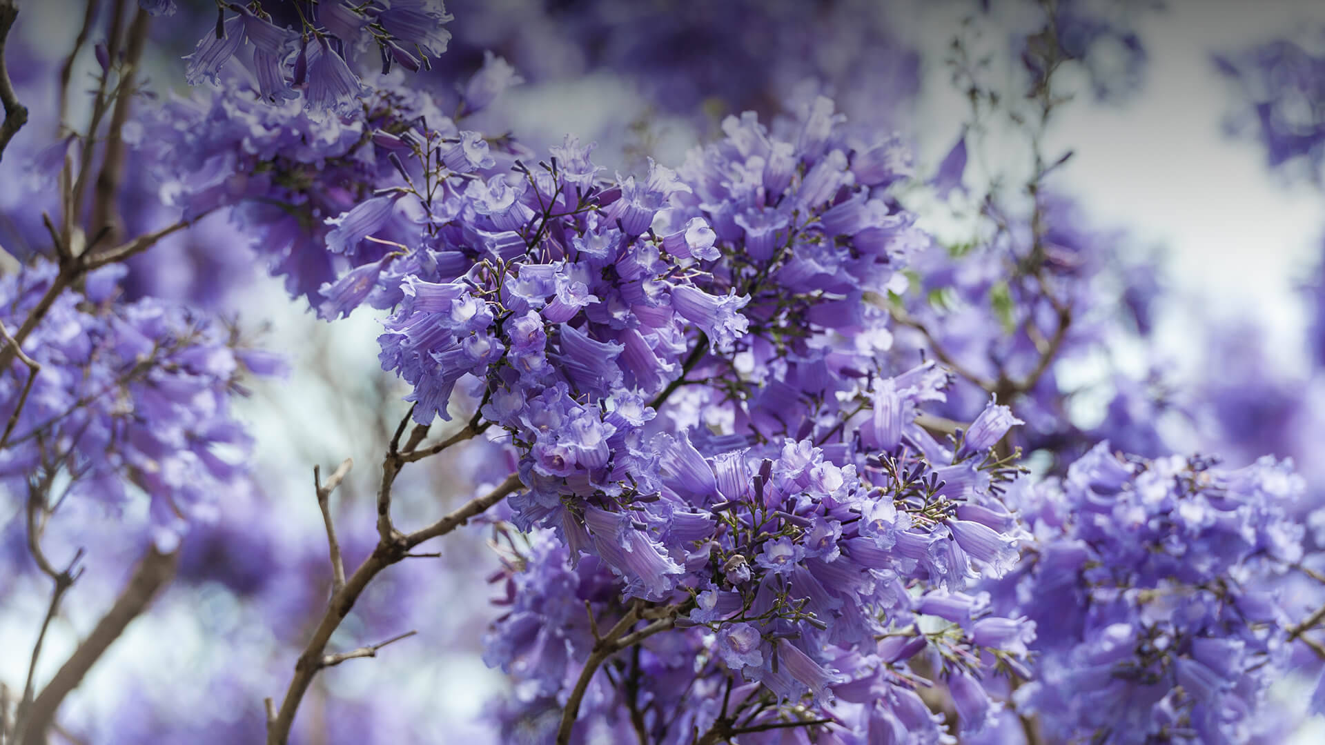 purple tree, jacaranda flower, vibrant purple jacaranda blossoms, Full HD Desktop Wallpaper