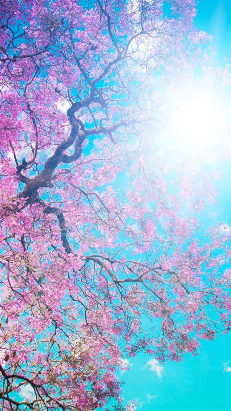Lilac Tree, cherry blossom tree, bright blue sky, HD Phone Wallpaper