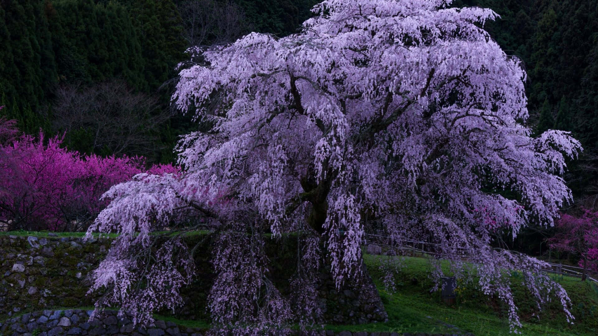 weeping cherry tree, lavender flowers, deep green forest, Full HD Desktop Wallpaper