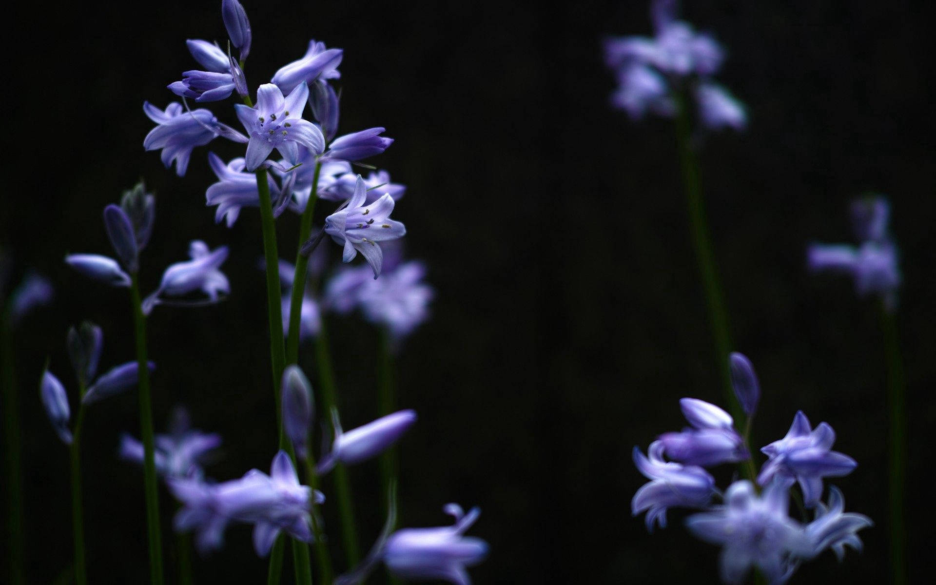 lilac plant, garden, purple flowers, Full HD Desktop Wallpaper