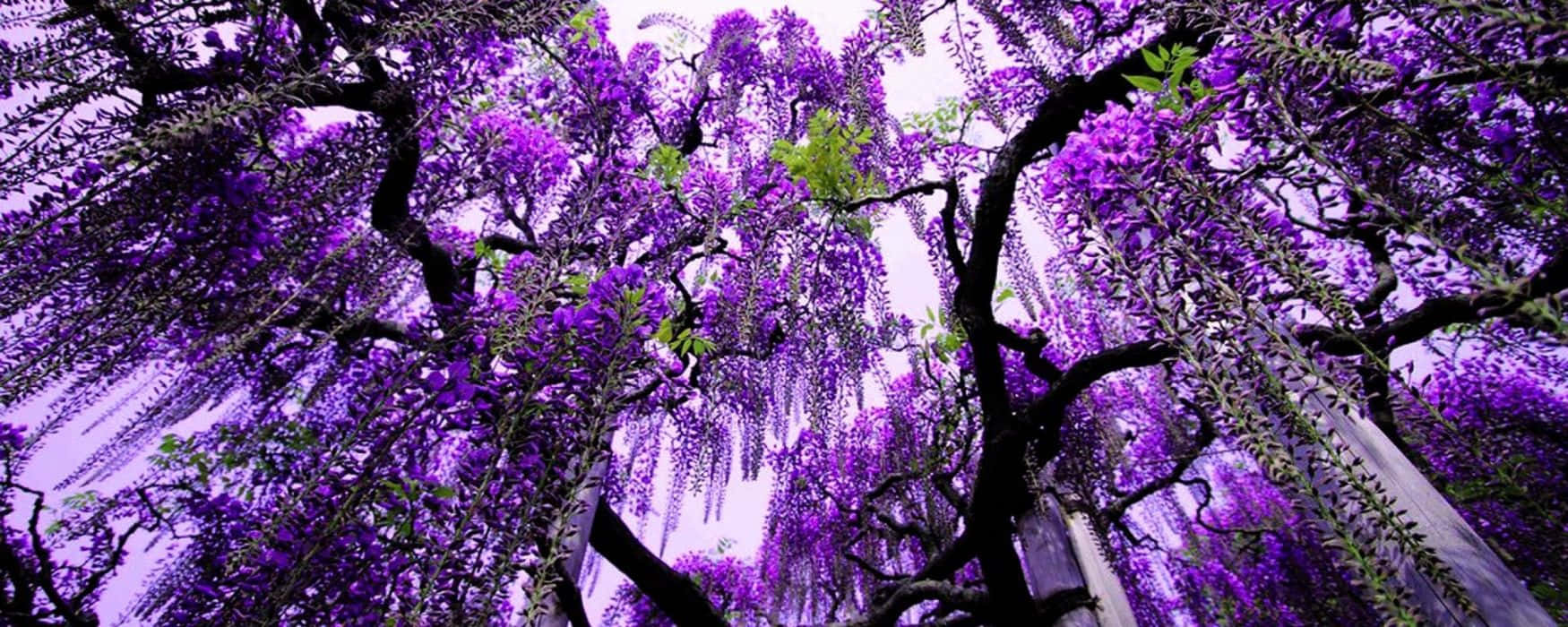 purple tree, purple flowers, vibrant purple wisteria, HD Desktop Wallpaper