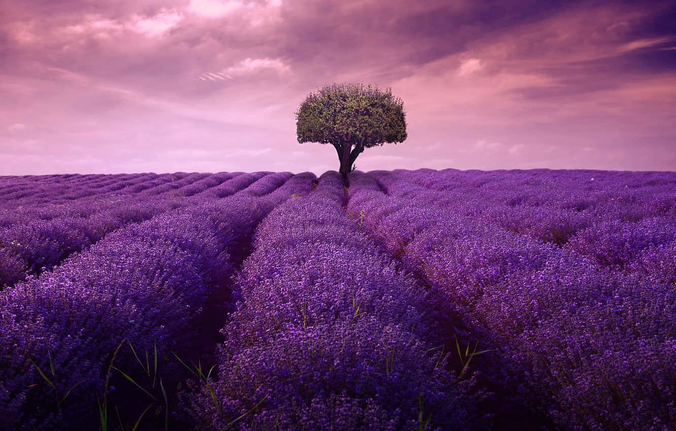 lilac tree, purple lavender fields, pink and purple sky, HD Desktop Wallpaper
