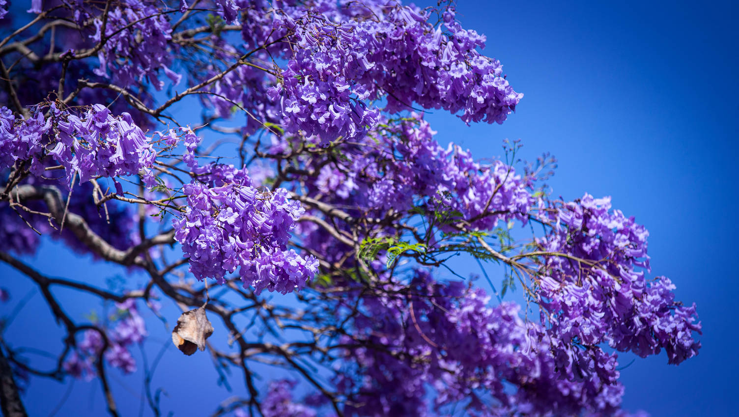 purple tree, blue sky, jacaranda blossoms, HD Desktop Wallpaper
