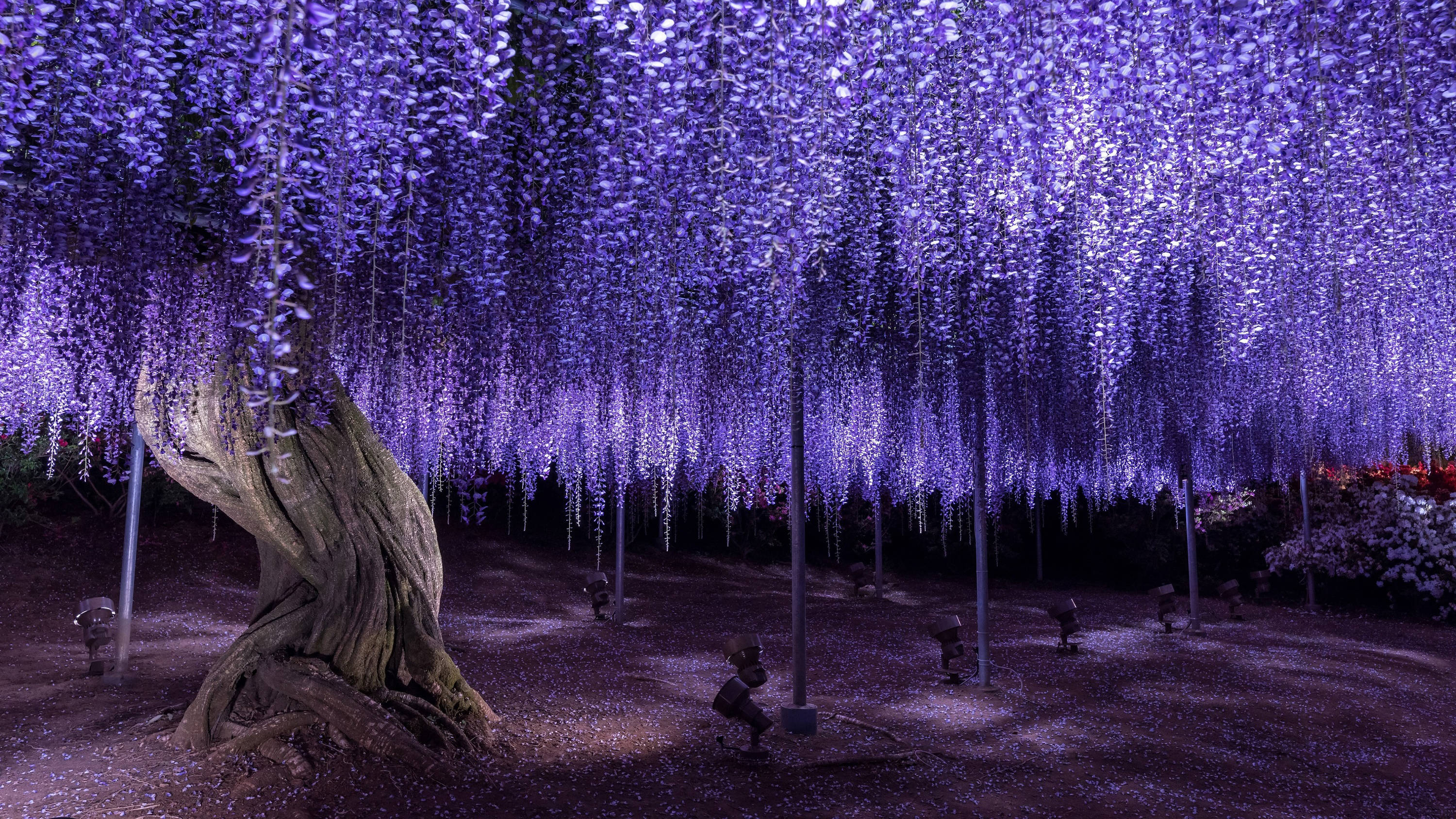 purple wisteria tree, cascading purple wisteria flowers, artificial lights, 2K Desktop Wallpaper