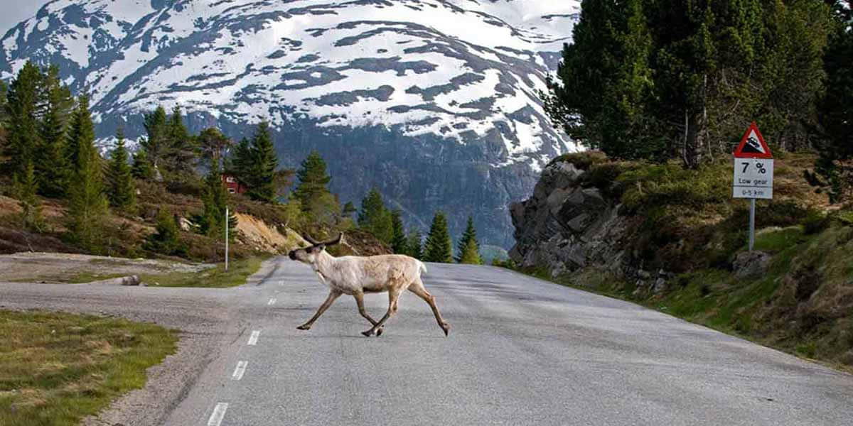 reindeer, mountain road, Lillehammer, SD Desktop Wallpaper
