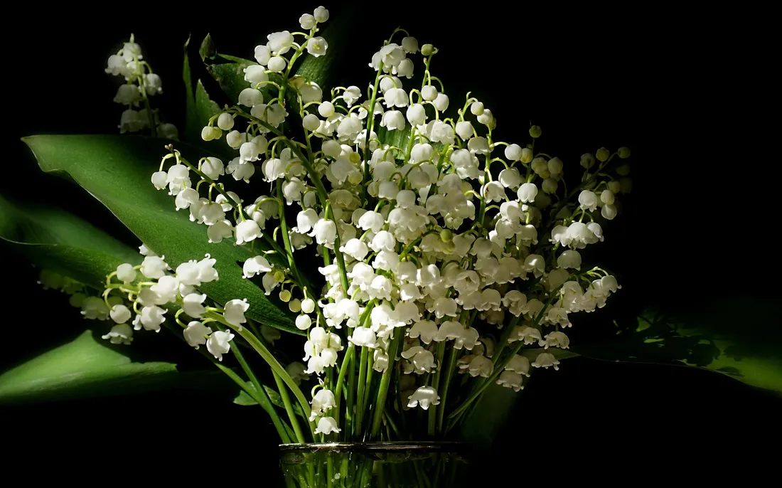 Lily Of The Valley Aesthetic
