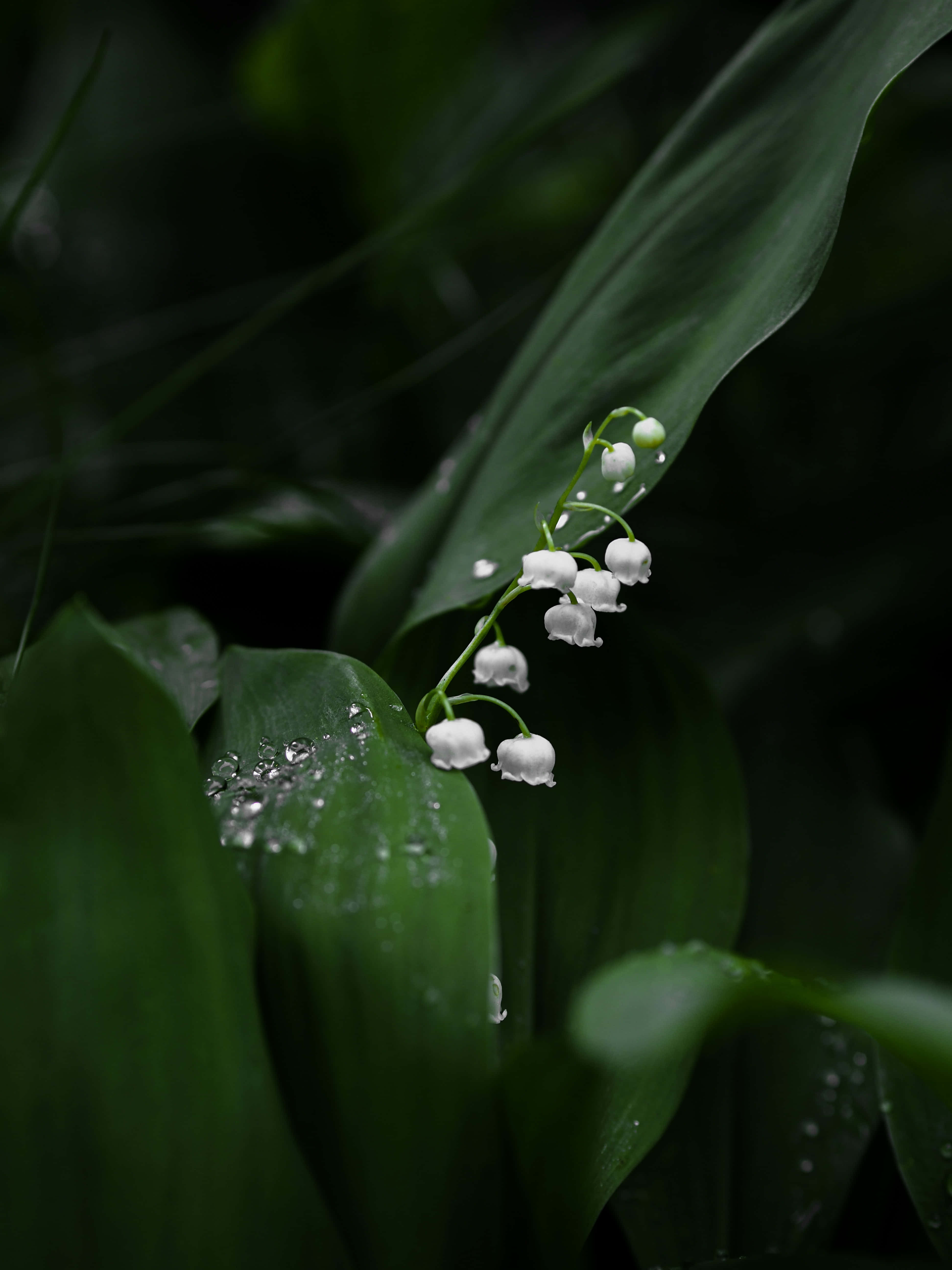 Lily of the Valley, dewdrops, white lily of the valley flowers, 5K Phone Wallpaper