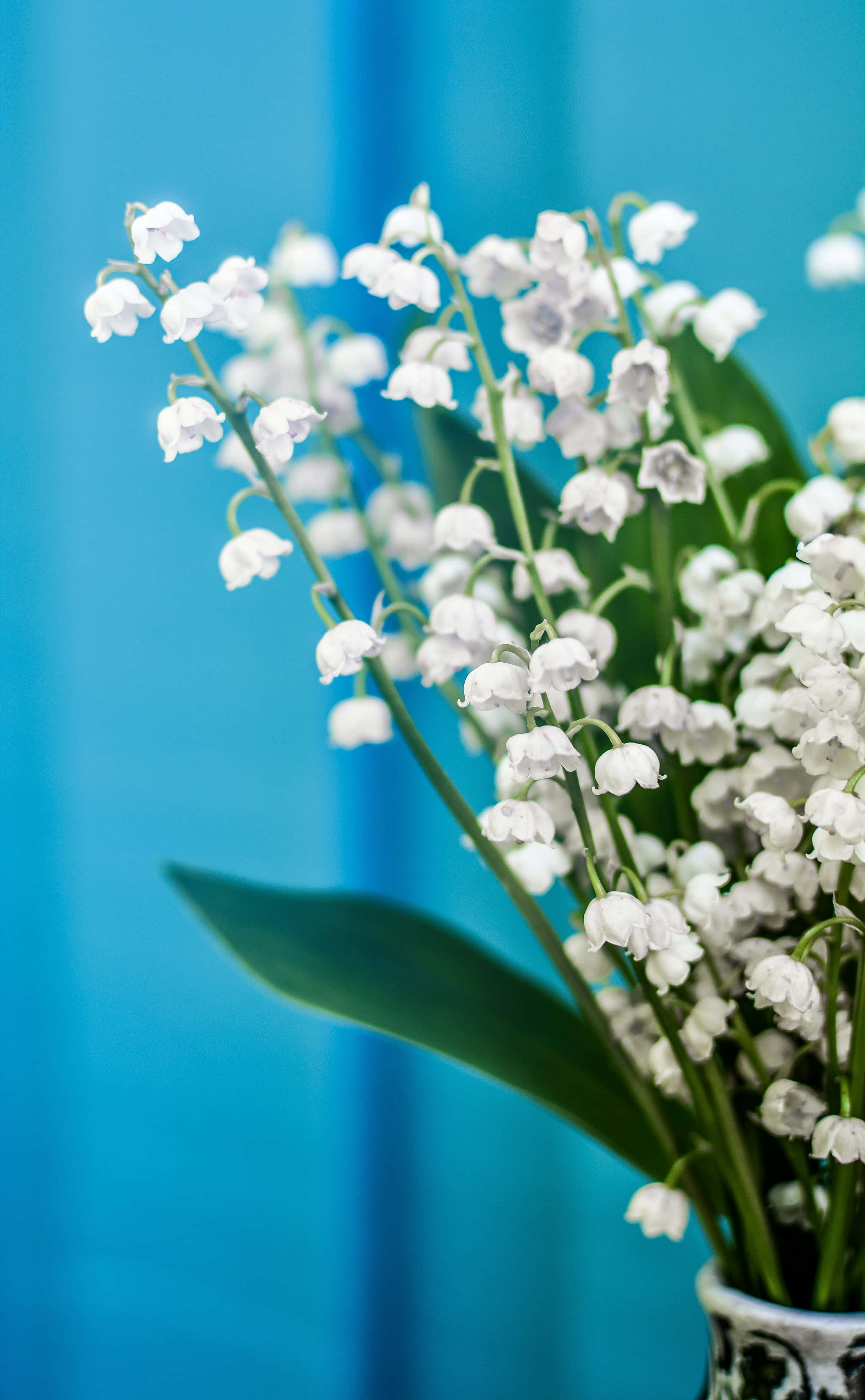 Lily of the Valley, white lily of the valley flowers, green stems and leaves, 4K Phone Wallpaper