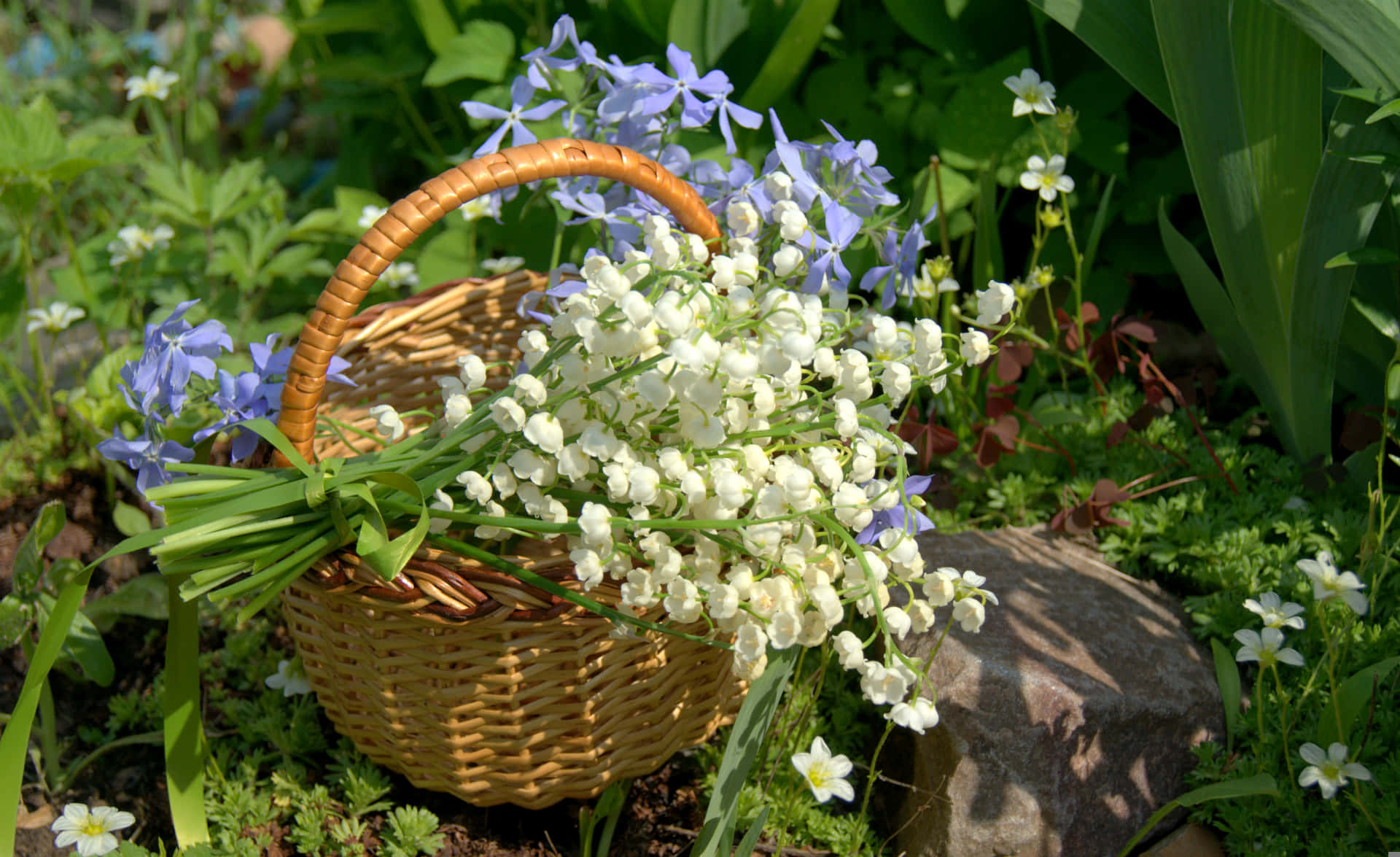Lily of the Valley, woven basket, sunlit garden bed, Full HD Desktop Wallpaper