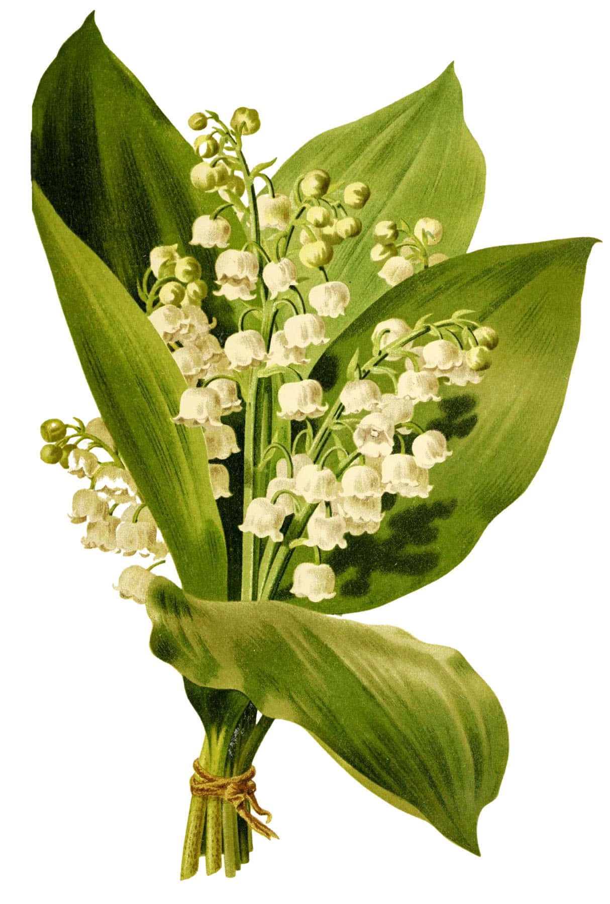 Lily of the Valley, vintage botanical illustration, white bell-shaped flowers, HD Phone Wallpaper