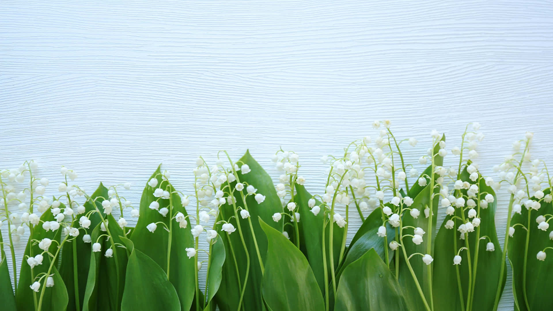 Lily of the Valley, white bell-shaped blooms, vibrant green leaves, Full HD Desktop Wallpaper