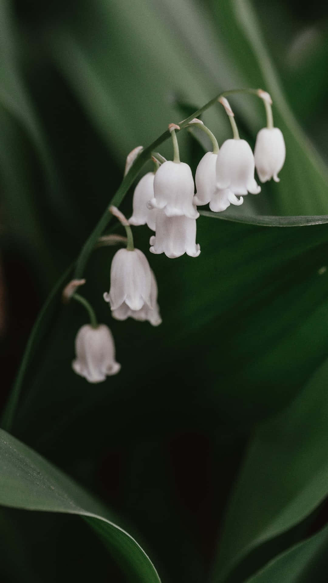 Lily of the Valley, white bell-shaped flowers, slender stem, Full HD Phone Wallpaper