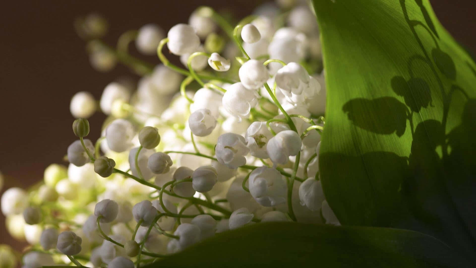 Lily of the Valley, white lily of the valley flowers, green leaves, Full HD Desktop Wallpaper