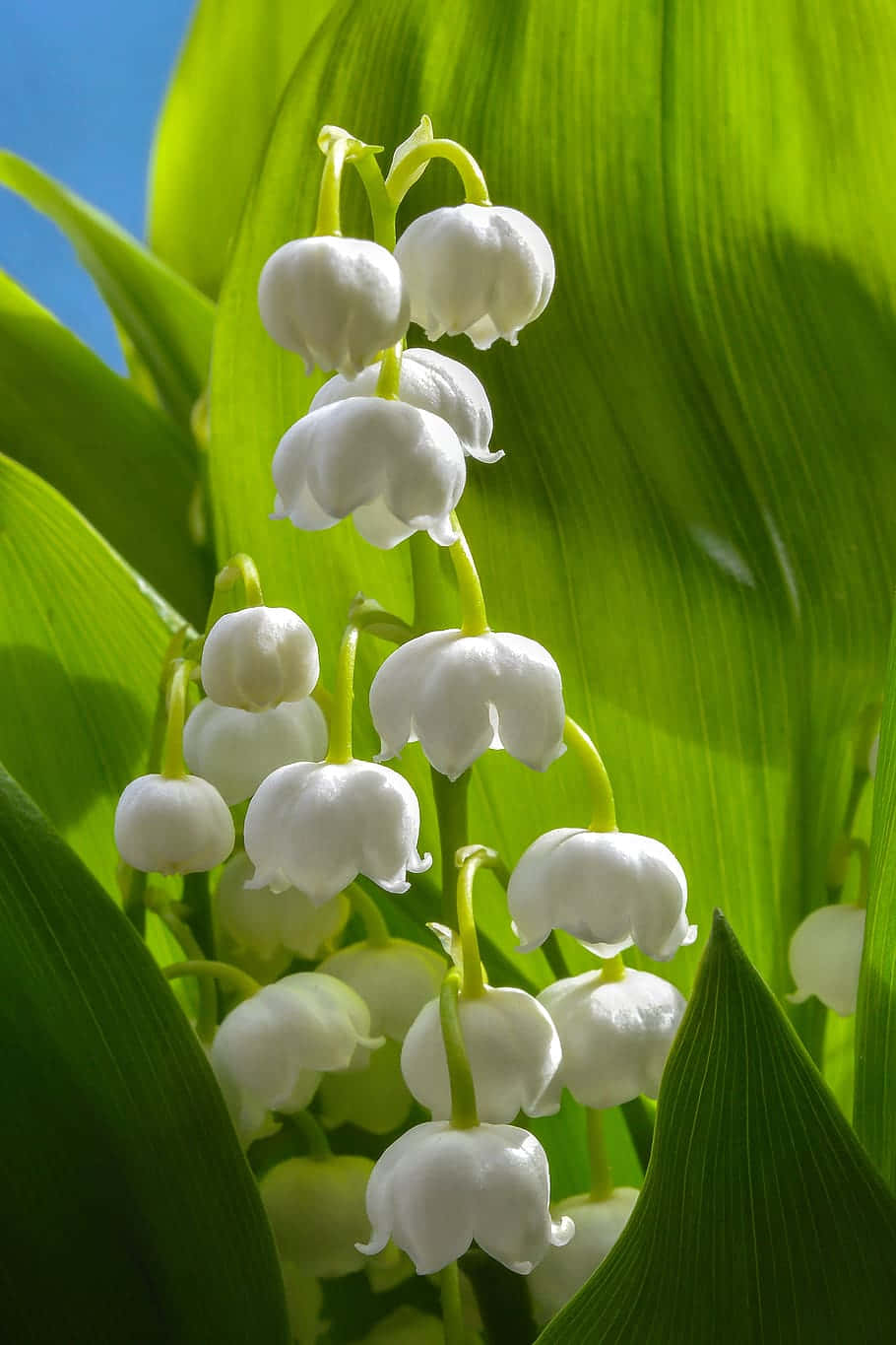 Lily of the Valley, white lily of the valley flowers, vibrant green leaves, HD Phone Wallpaper