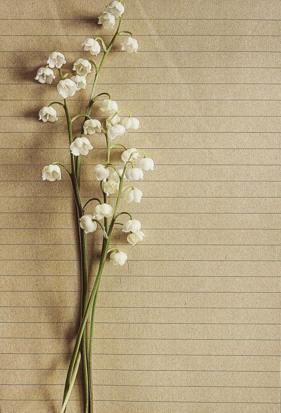 Lily of the Valley, lined paper, textured beige, HD Phone Wallpaper
