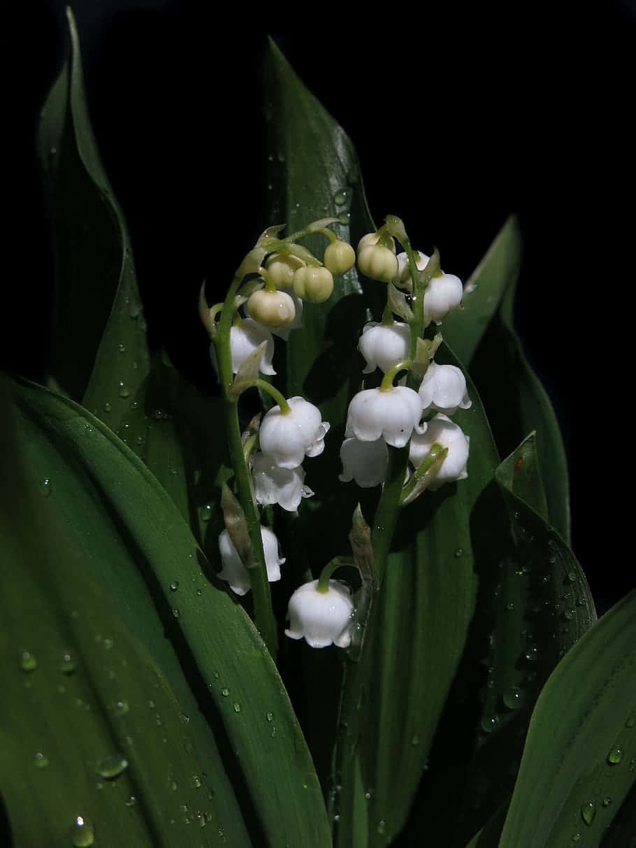 Lily of the Valley, dewdrops, white lily of the valley flowers, SD Phone Wallpaper