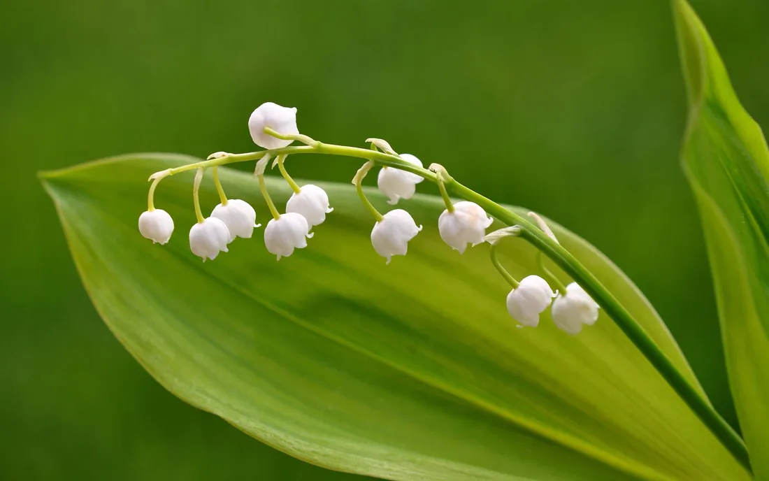 Lily Of The Valley