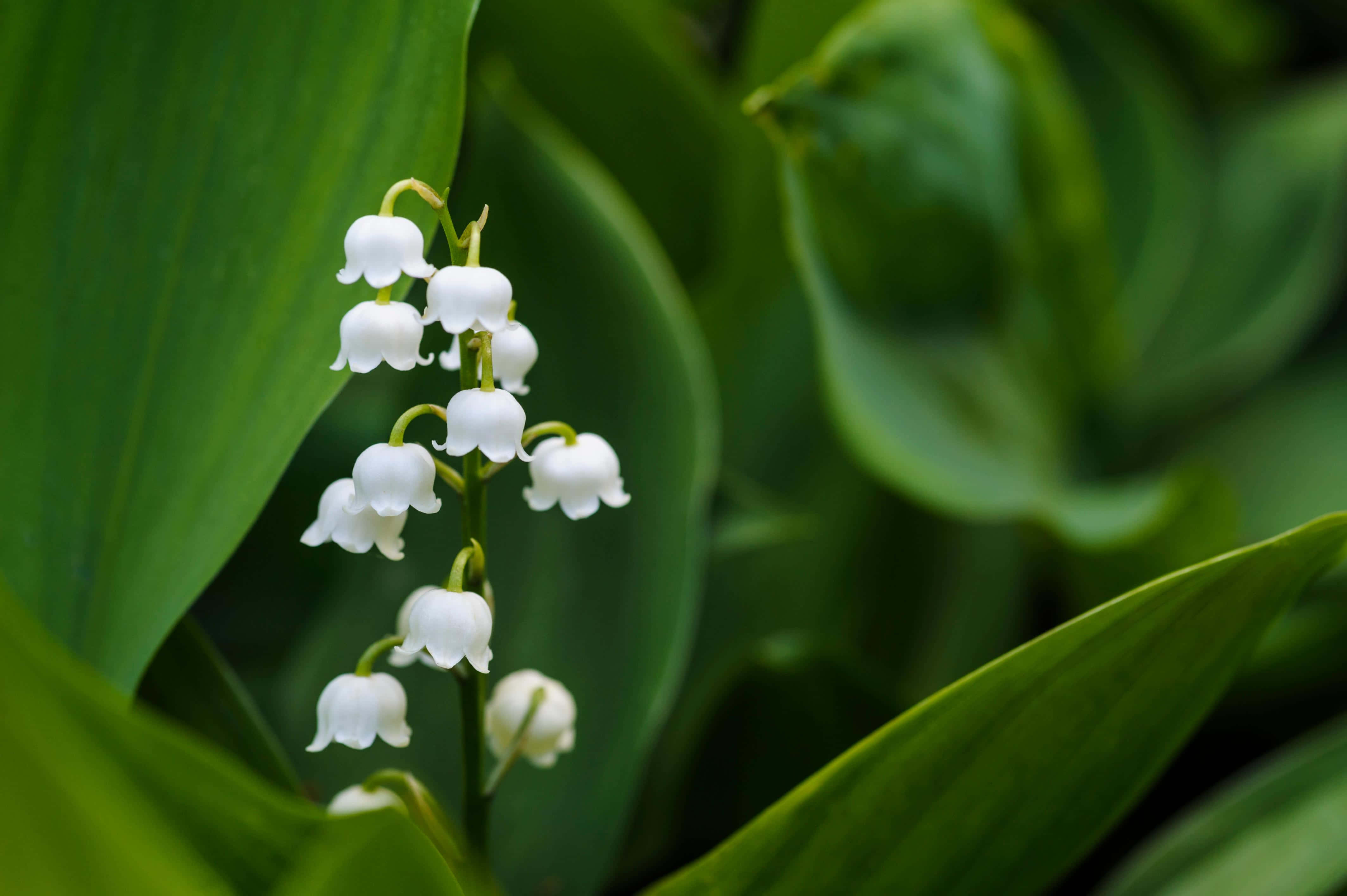Lily Of The Valley, white lily of the valley flowers, lush green leaves, 4K Desktop Wallpaper