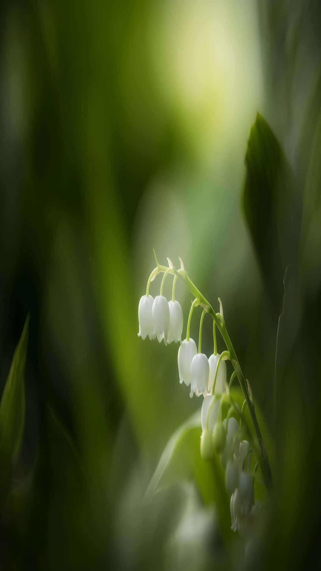 Lily of the Valley, delicate white blooms, soft green blurred forest backdrop, Full HD Phone Wallpaper