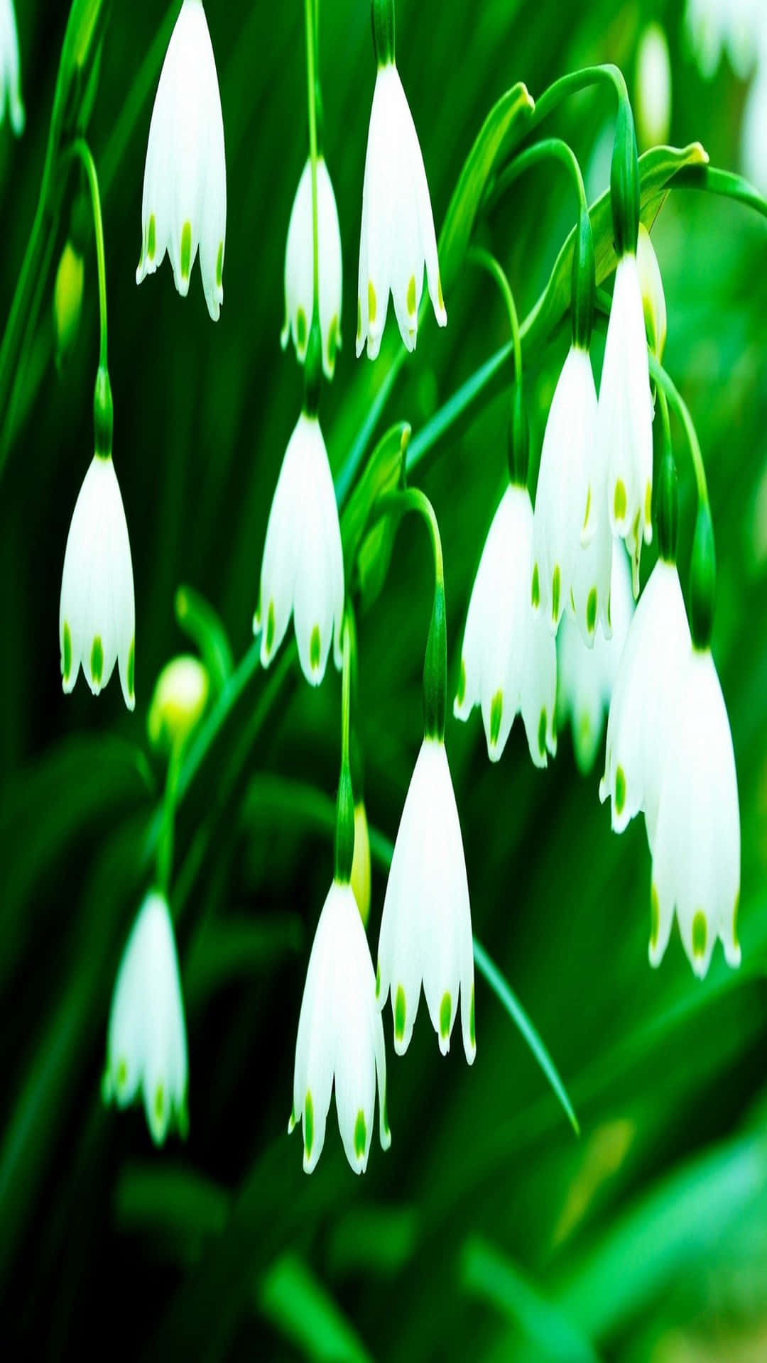 Lily of the Valley, white snowdrop flowers, slender green stems, Full HD Phone Wallpaper