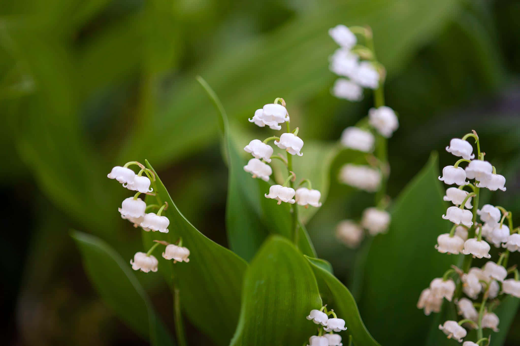 Lily Of The Valley, white lily of the valley flowers, lush green leaves, Full HD Desktop Wallpaper