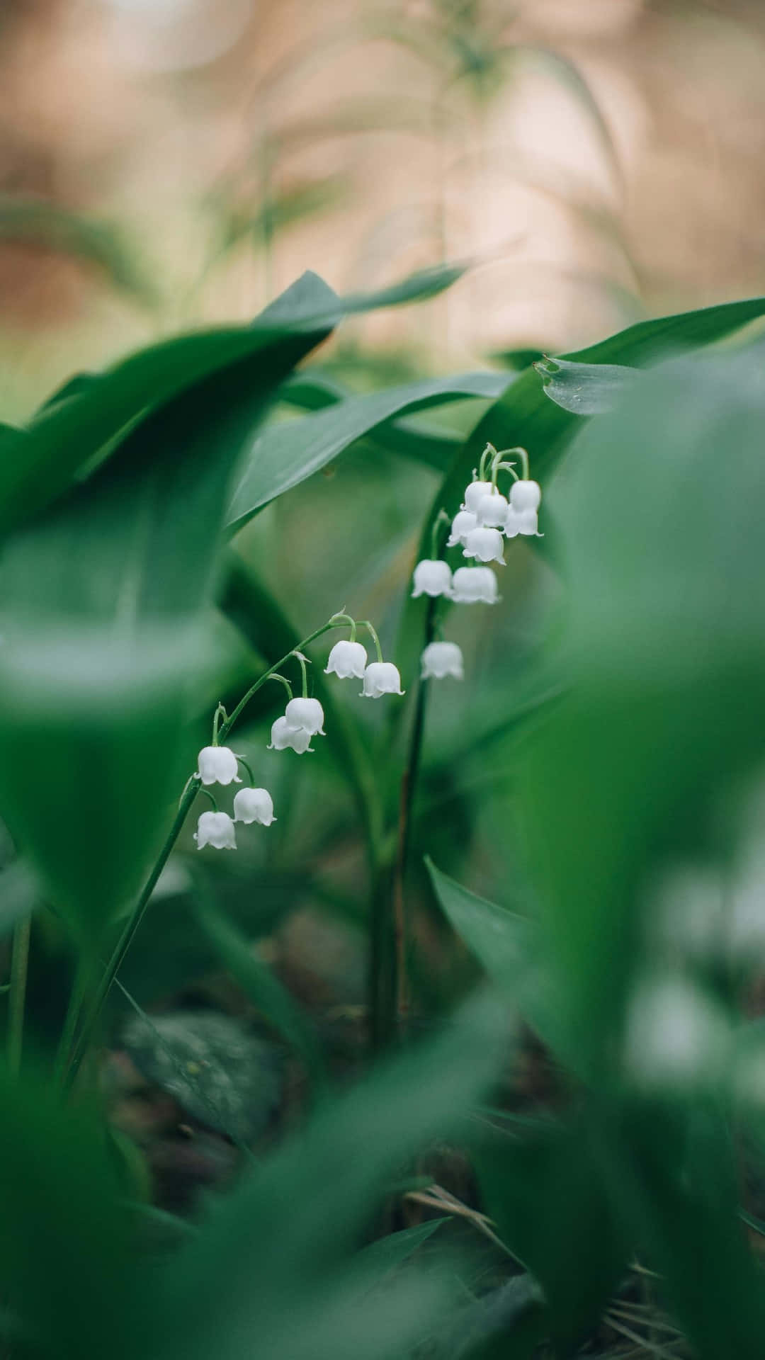 Lily Of The Valley, forest floor, white lily of the valley flowers, Full HD Phone Wallpaper