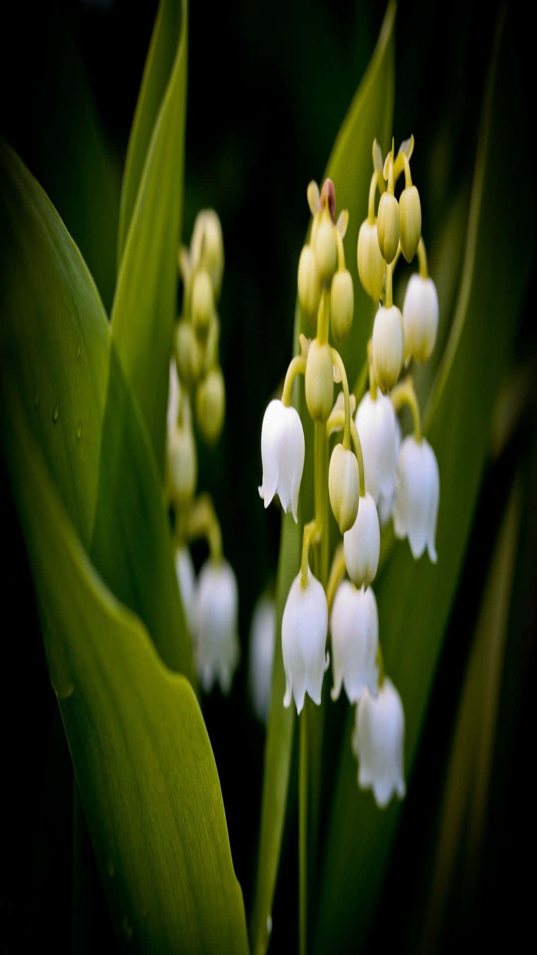 Lily Of The Valley, white, vibrant green, Full HD Phone Wallpaper