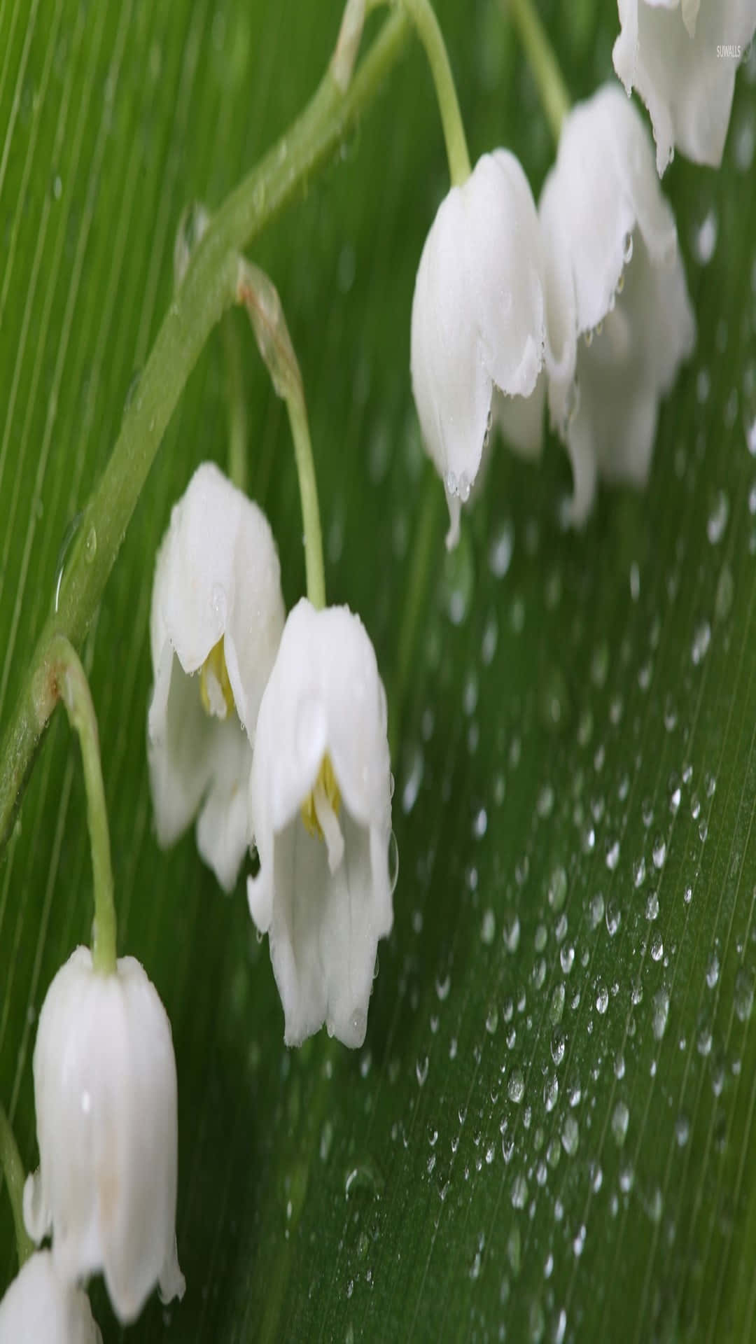 Lily of the Valley, dew drops, white lily of the valley blossoms, Full HD Phone Wallpaper