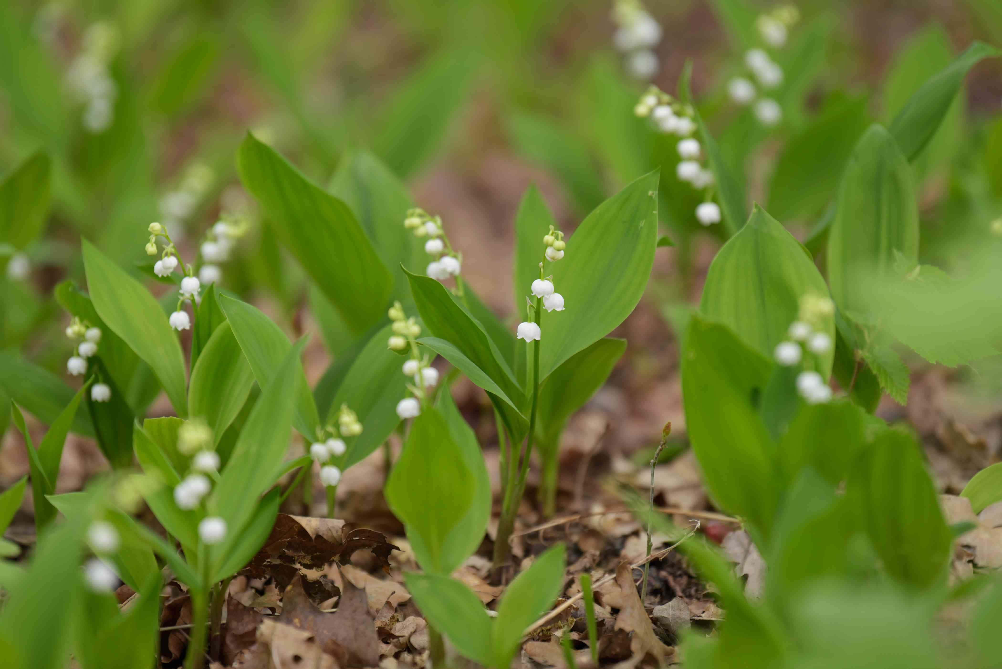 Lily Of The Valley, forest floor, sunlit, 4K Desktop Wallpaper