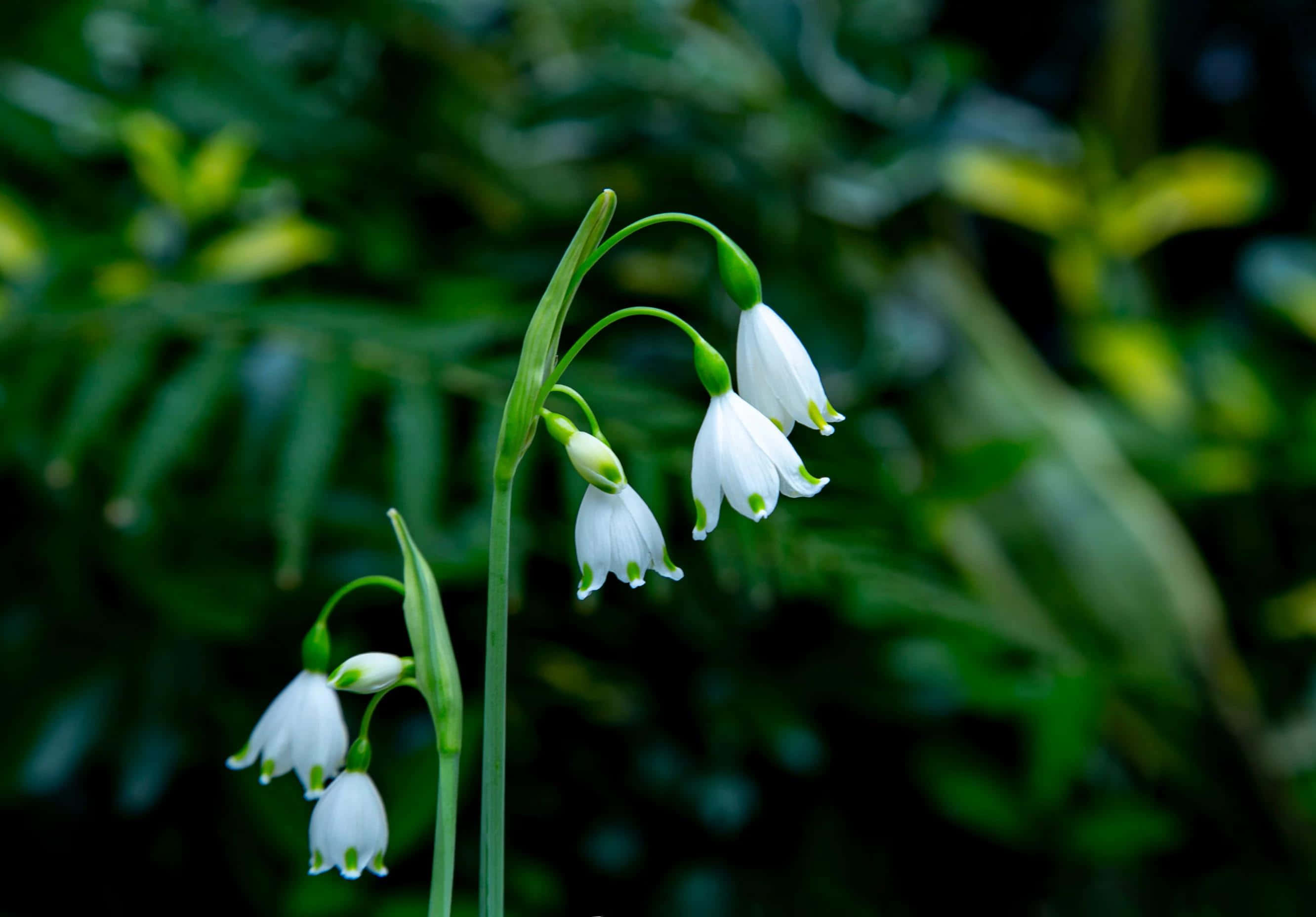 Lily Of The Valley, white bell-shaped flowers, slender green stems, 2K Desktop Wallpaper