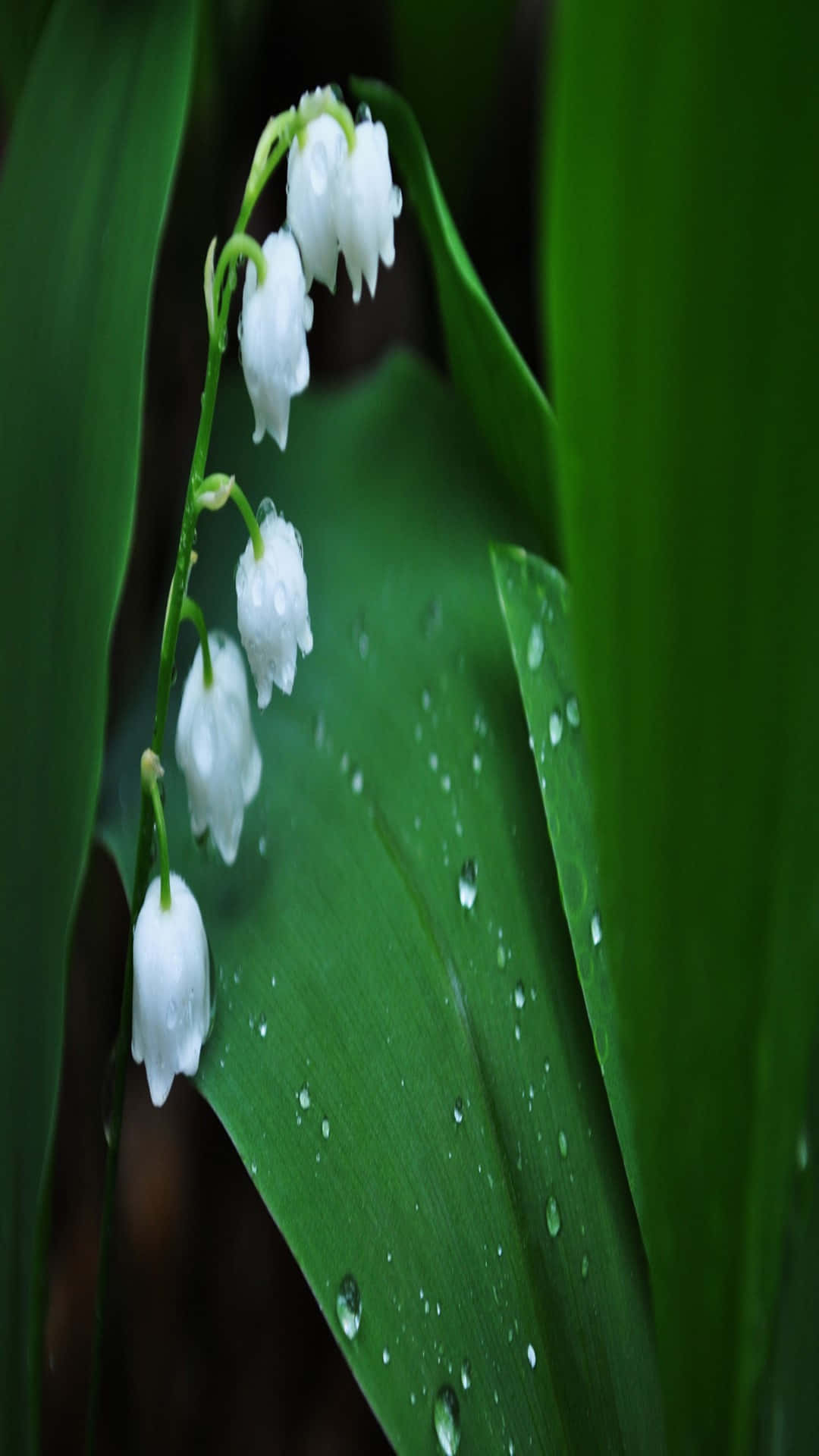 Lily Of The Valley, dewdrops, white lily of the valley blooms, Full HD Phone Wallpaper