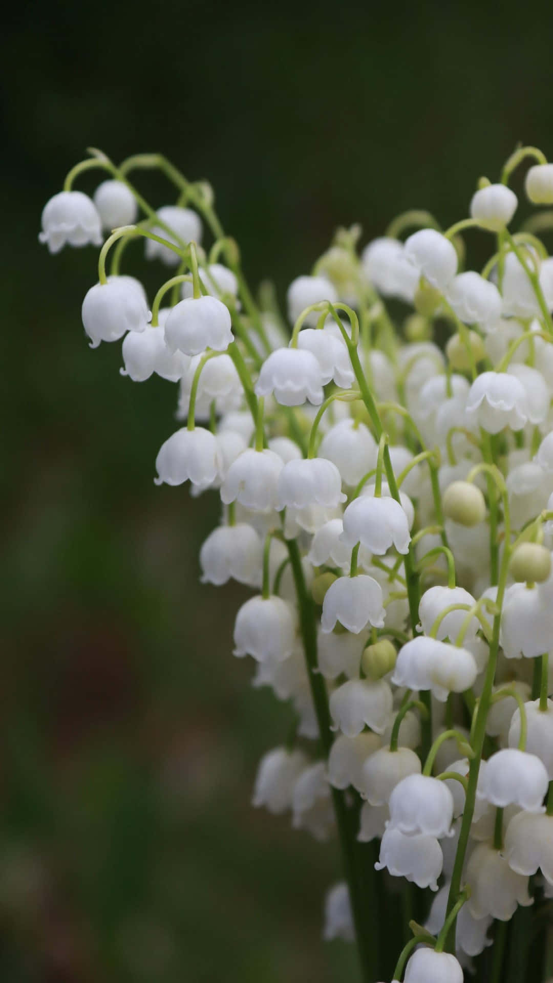 Lily Of The Valley, white, delicate, Full HD Phone Wallpaper