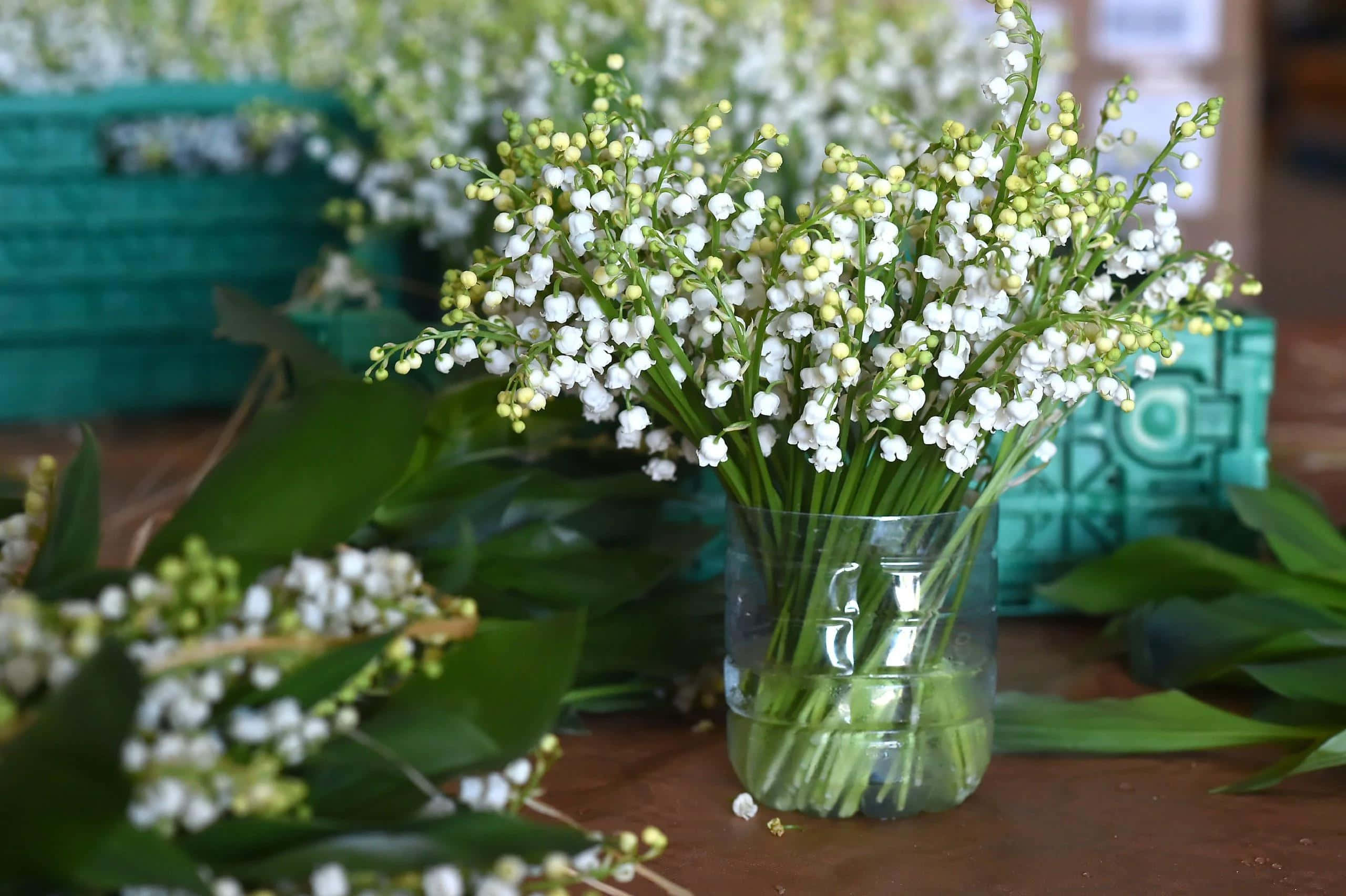 Lily of the Valley, clear glass vase, white lily of the valley blooms, 2K Desktop Wallpaper