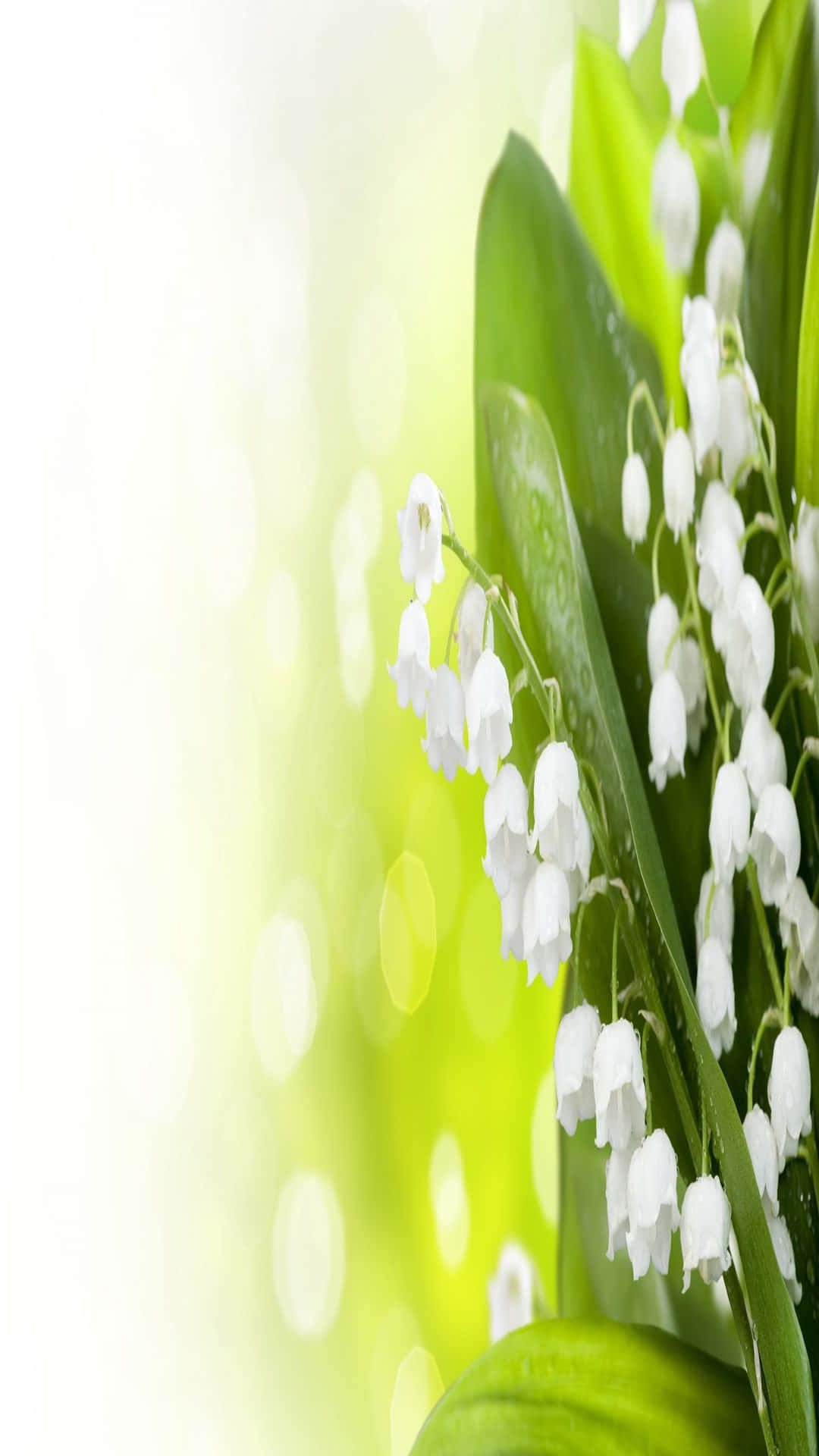 Lily of the Valley, spring blossom, white lily of the valley blooms, Full HD Phone Wallpaper