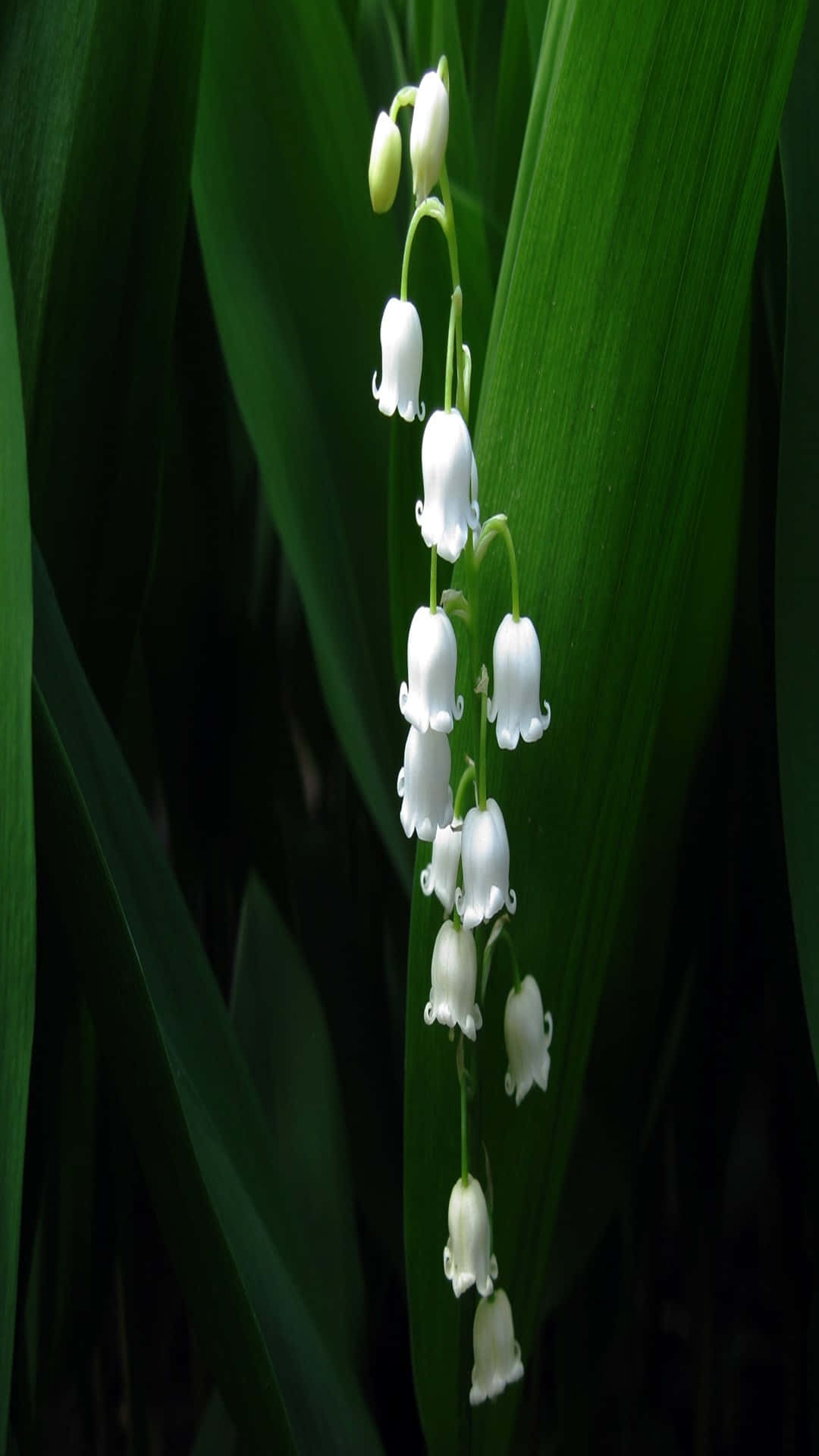 Lily Of The Valley, white bell-shaped flowers, deep green leaves, Full HD Phone Wallpaper