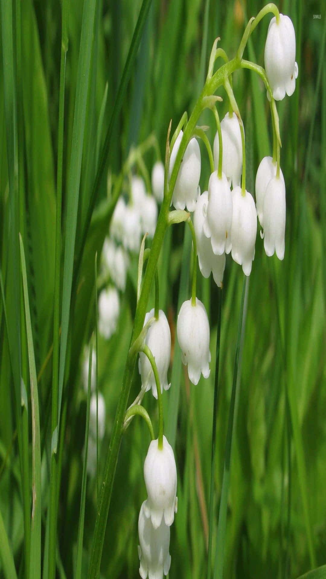Lily Of The Valley, white bell-shaped flowers, slender stems, Full HD Phone Wallpaper