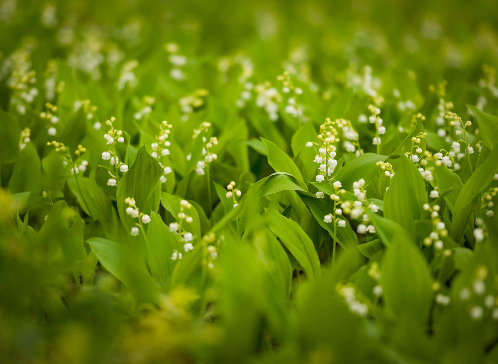 Lily Of The Valley, white lily of the valley flowers, vibrant green leaves, Full HD Desktop Wallpaper