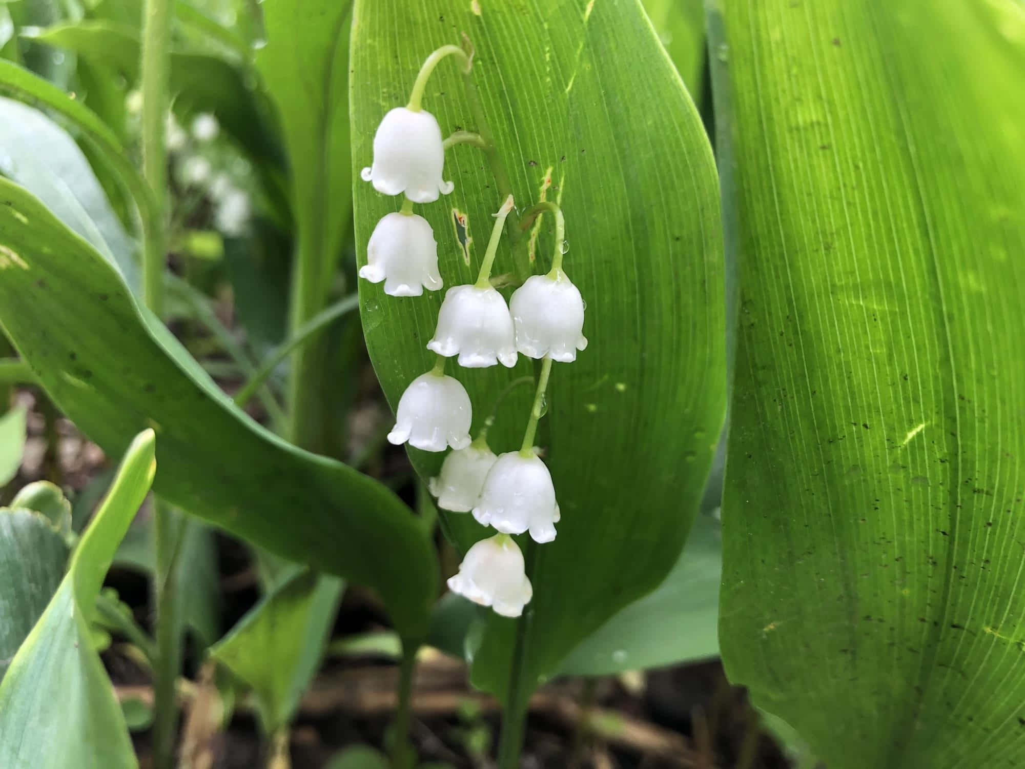 Lily Of The Valley, white lily of the valley flowers, vibrant green leaves, Full HD Desktop Wallpaper