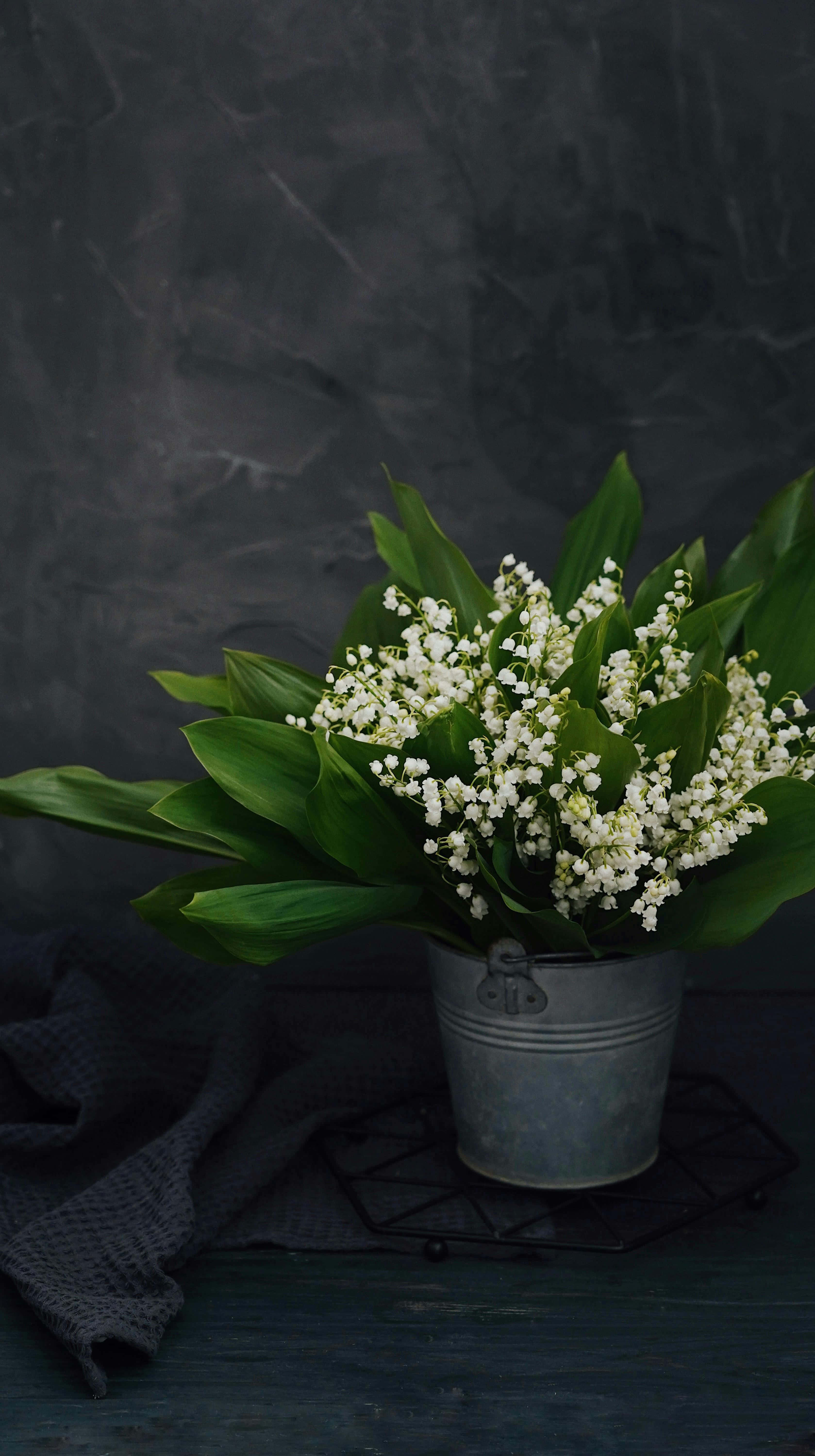Lily Of The Valley, rustic metal bucket, white lily of the valley flowers, 5K Phone Wallpaper