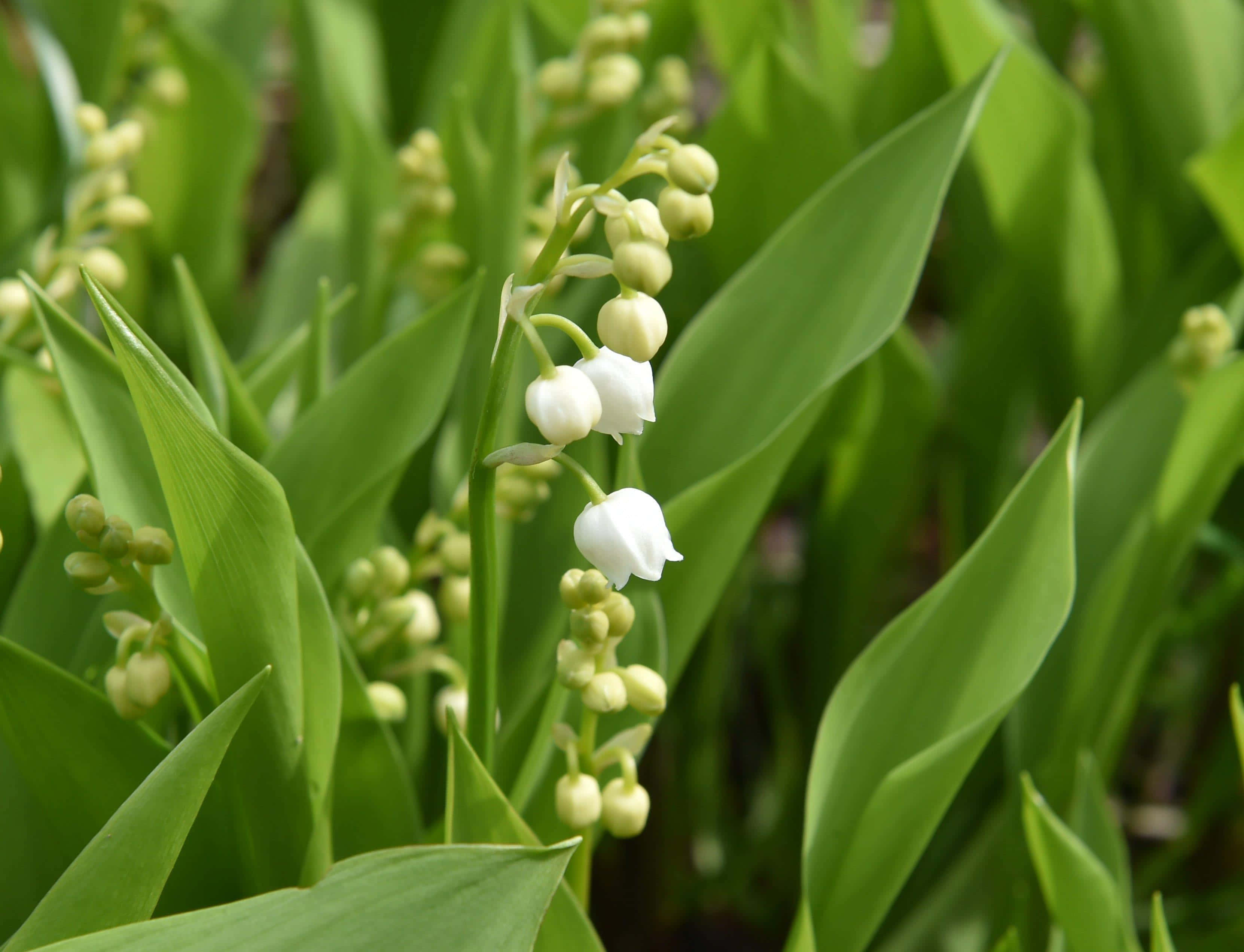 Lily Of The Valley, white lily of the valley flowers, vibrant green leaves, 2K Desktop Wallpaper