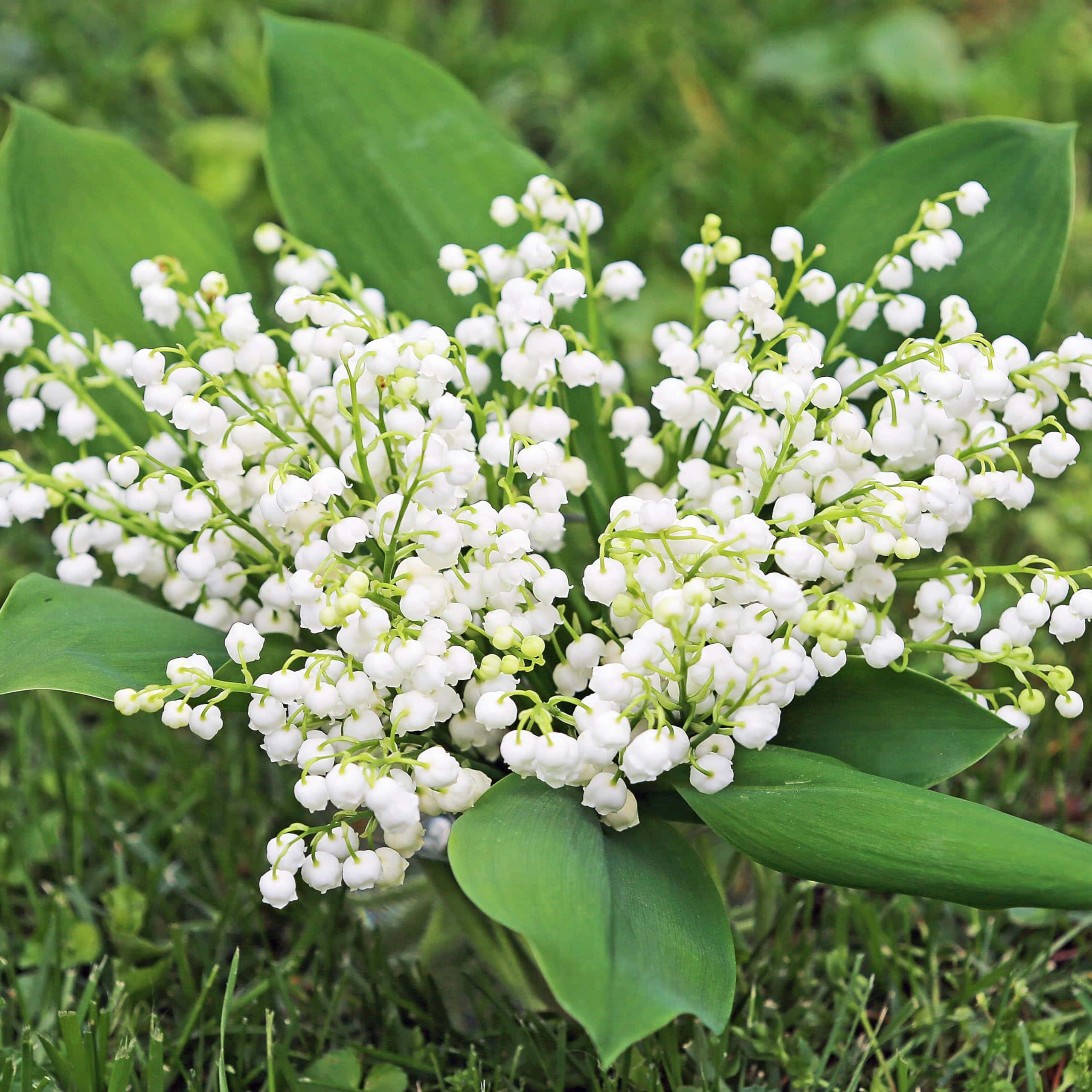 Lily Of The Valley, white lily of the valley blooms, delicate bell-shaped flowers, 2K Desktop Wallpaper
