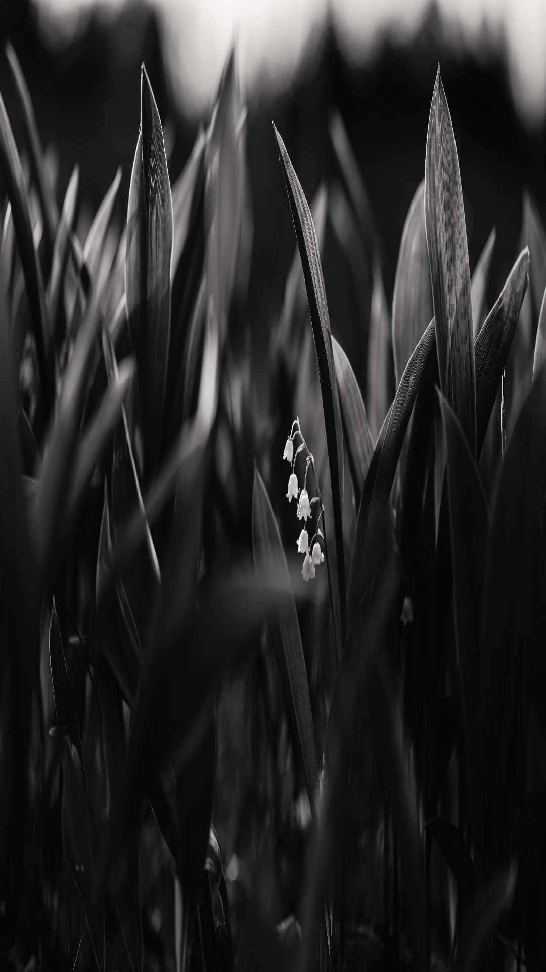 Lily Of The Valley, blackand white, bellflower, Full HD Phone Wallpaper