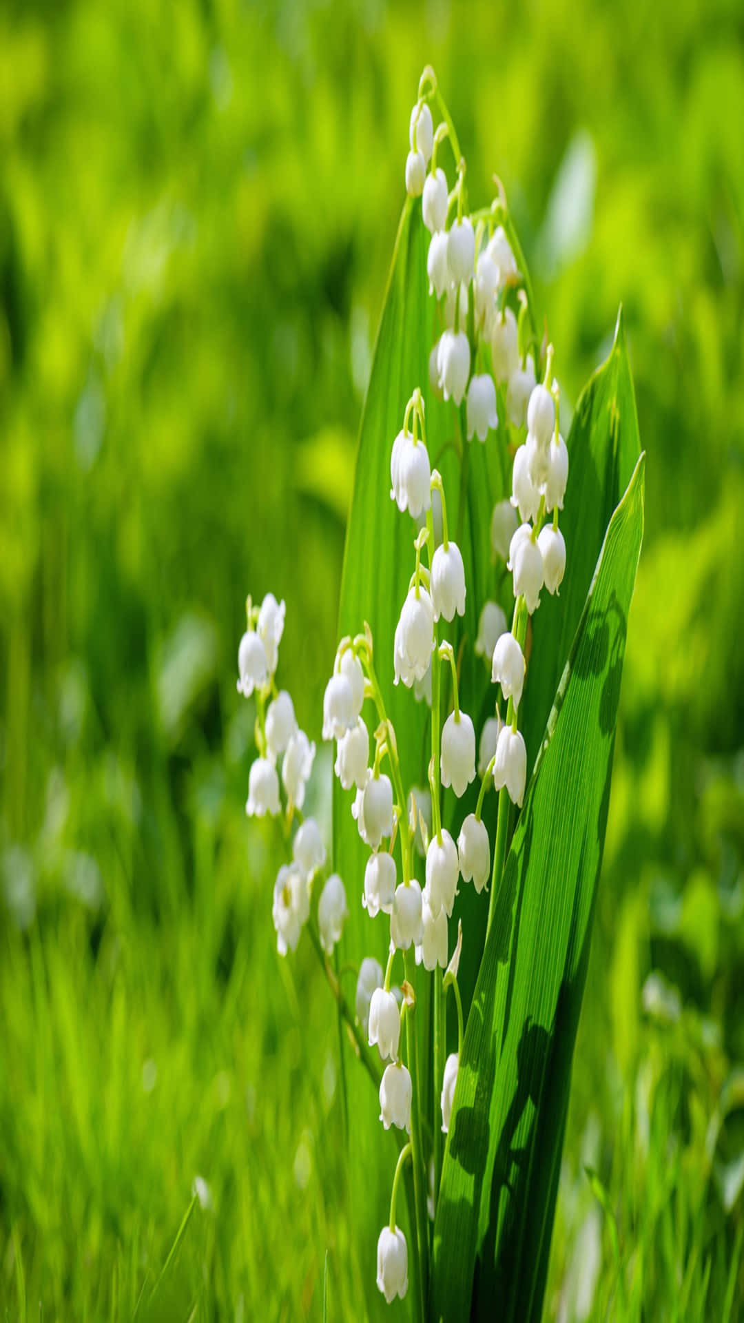 Lily Of The Valley, white, grassy backdrop, Full HD Phone Wallpaper