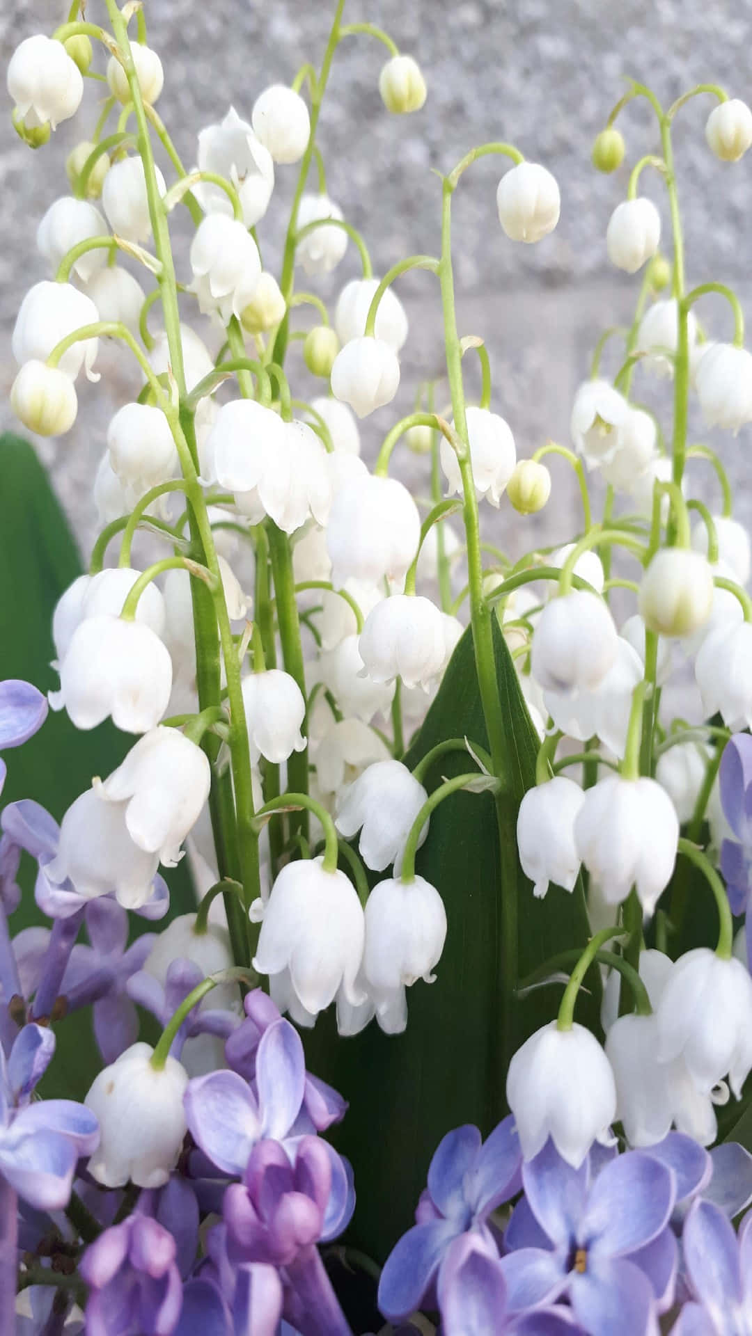 Lily Of The Valley, white lily of the valley blossoms, purple hyacinths, Full HD Phone Wallpaper