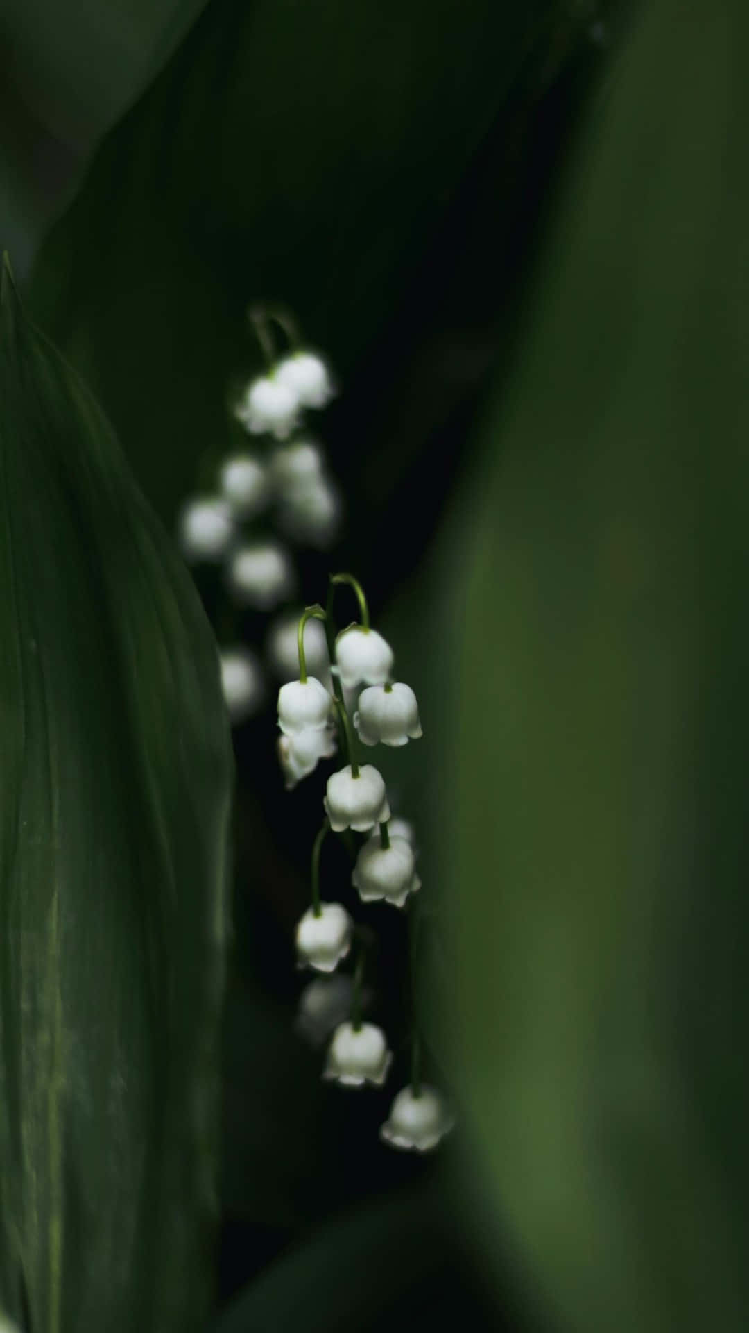 Lily Of The Valley, white, deep green leaves, Full HD Phone Wallpaper