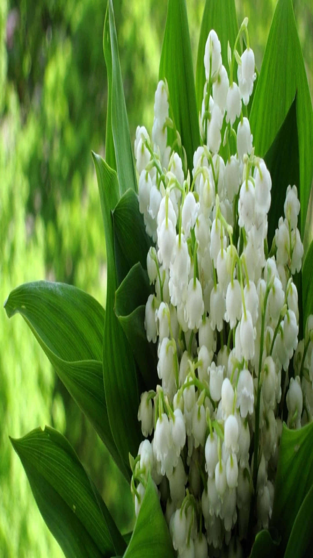 Lily Of The Valley, white lily of the valley blooms, bell-shaped flowers, Full HD Phone Wallpaper