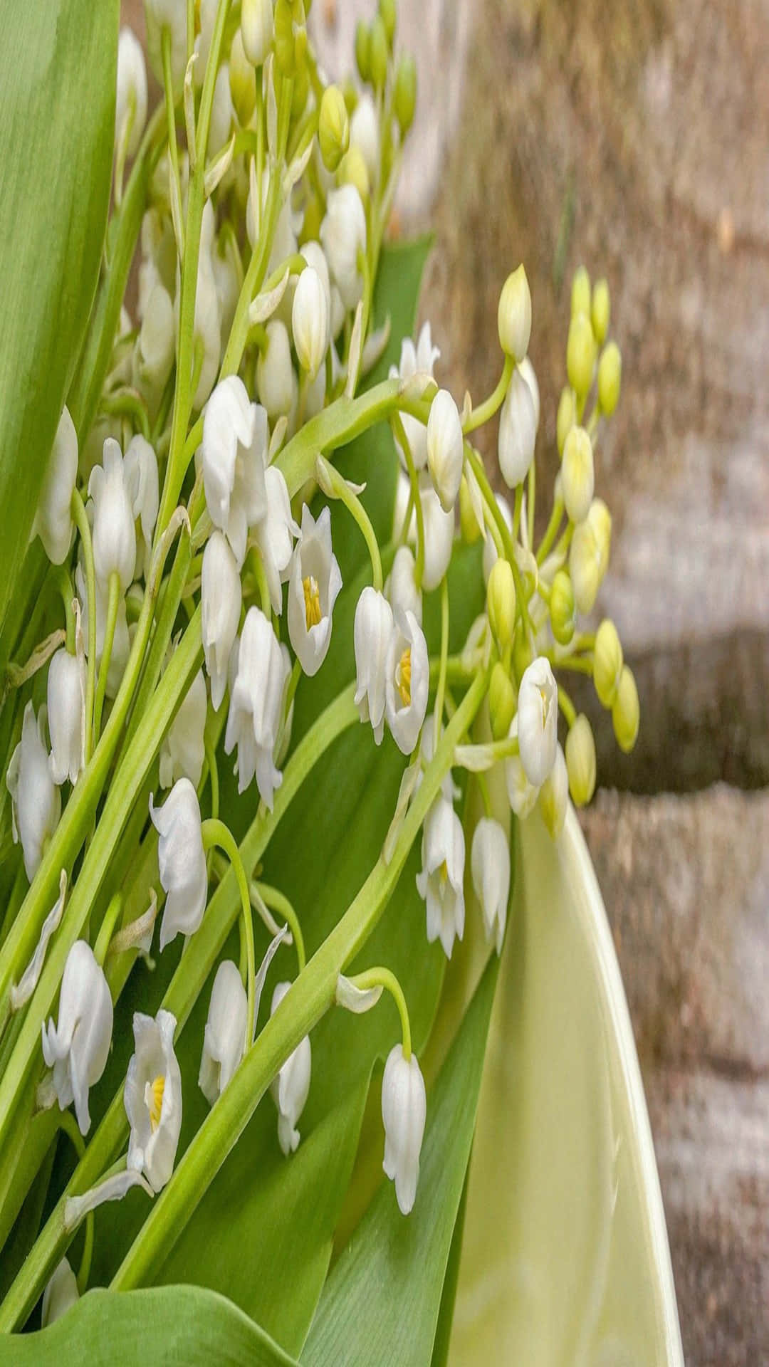 Lily Of The Valley, white lily of the valley flowers, green stems, Full HD Phone Wallpaper